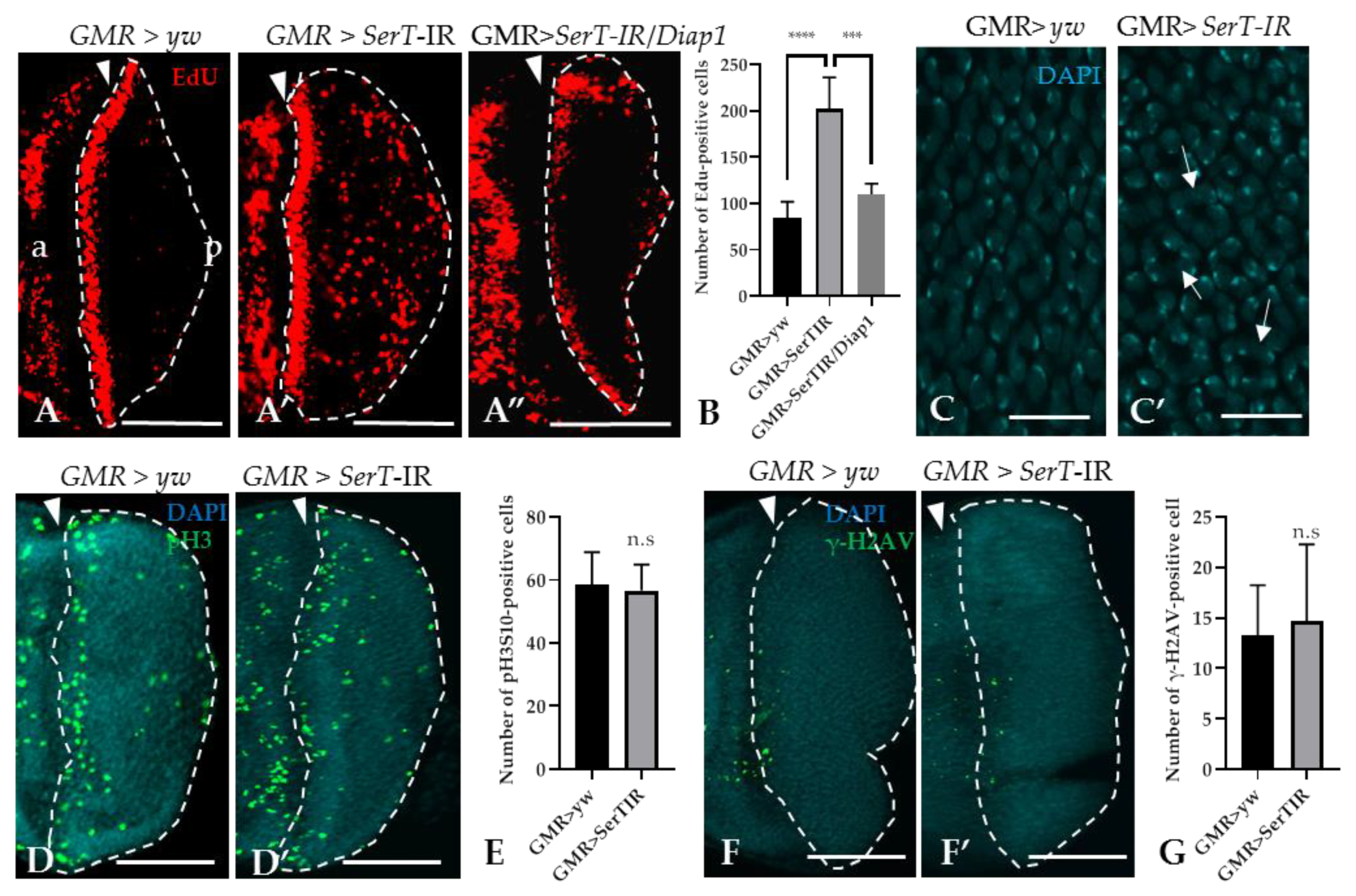 Ijms 21 04086 g003 Ijms 21 04086 g003