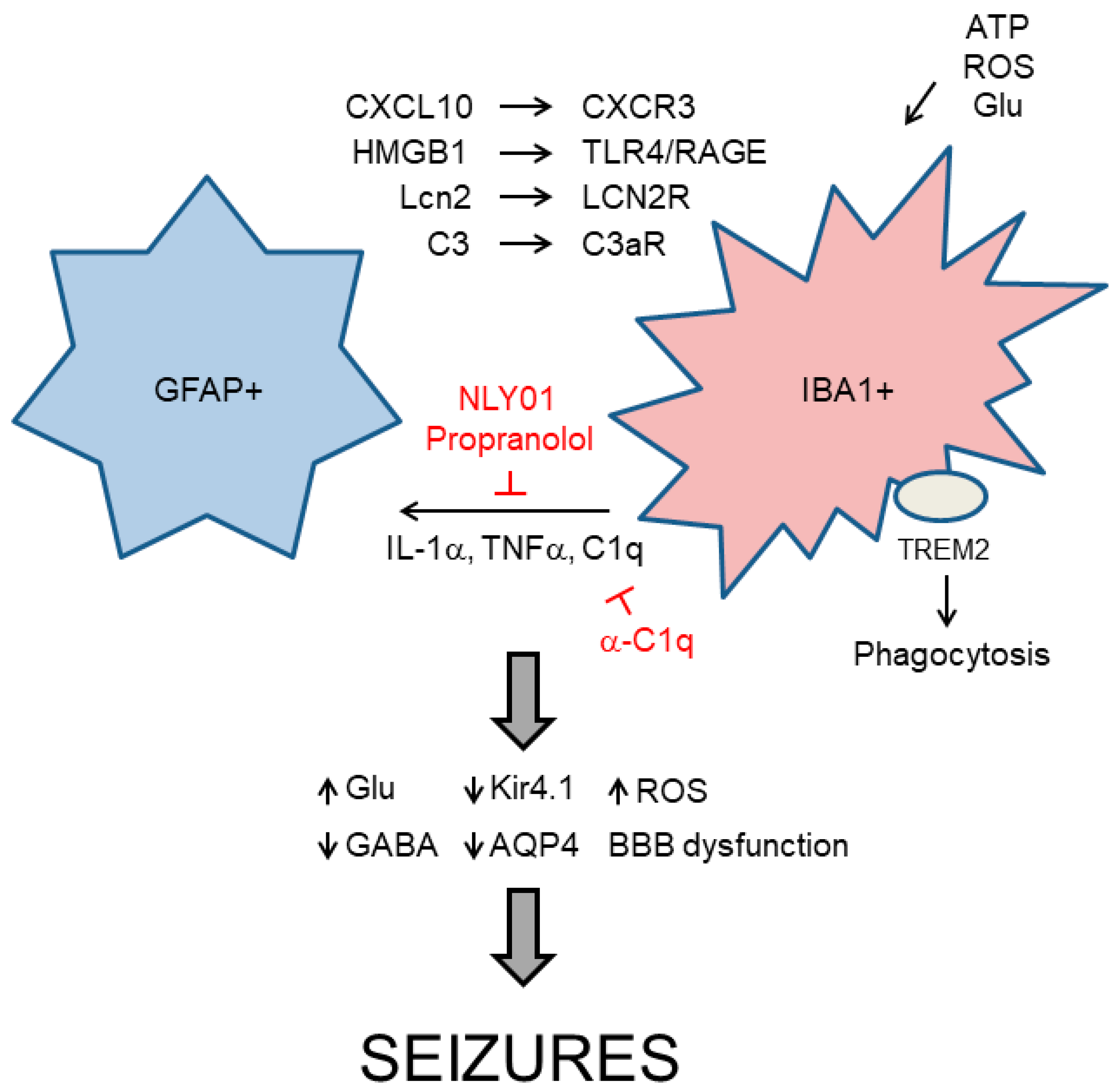 IJMS | Free Full-Text | Reactive Glia Inflammatory Signaling Pathways ...