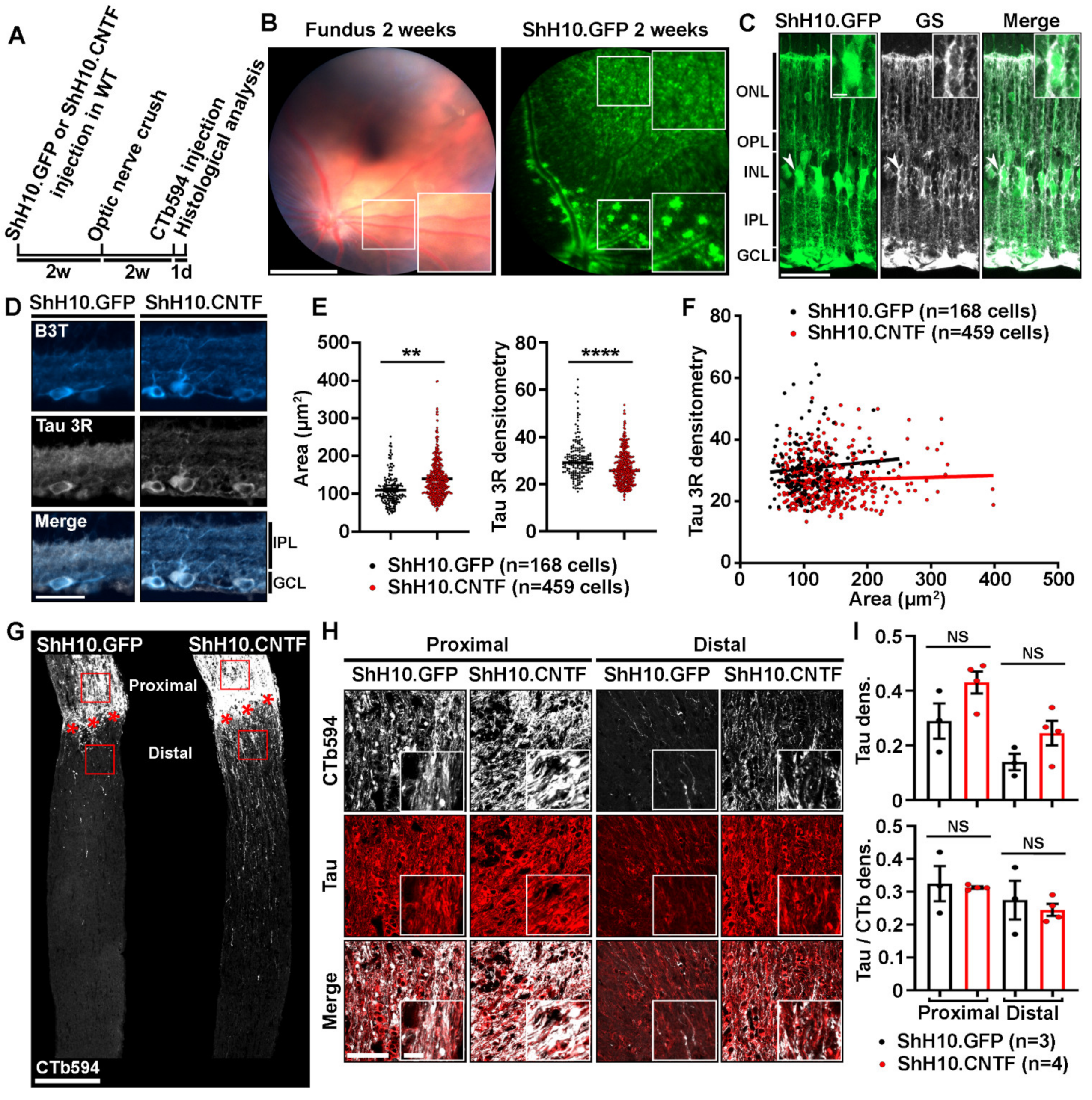 Ijms 21 04100 g003 Ijms 21 04100 g003