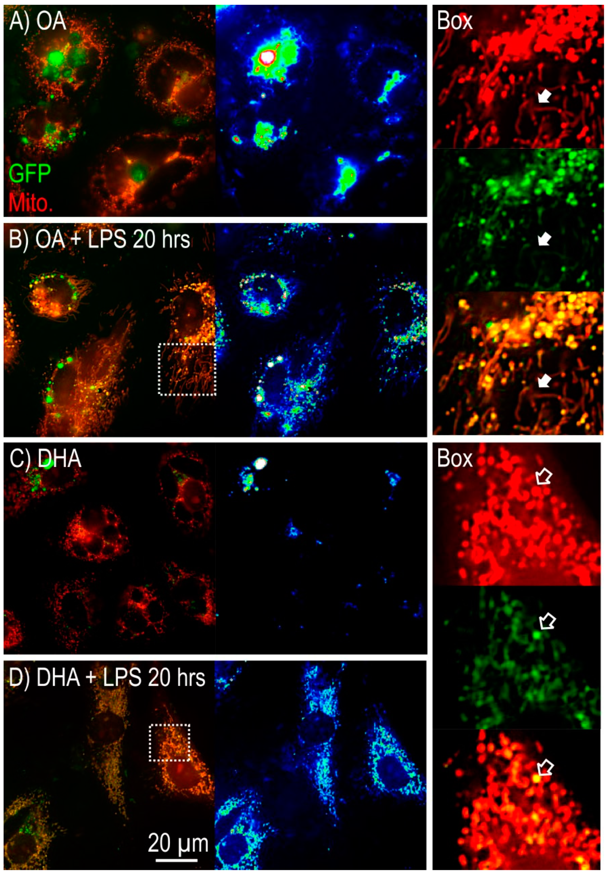 Ijms 21 04101 g004 Ijms 21 04101 g004