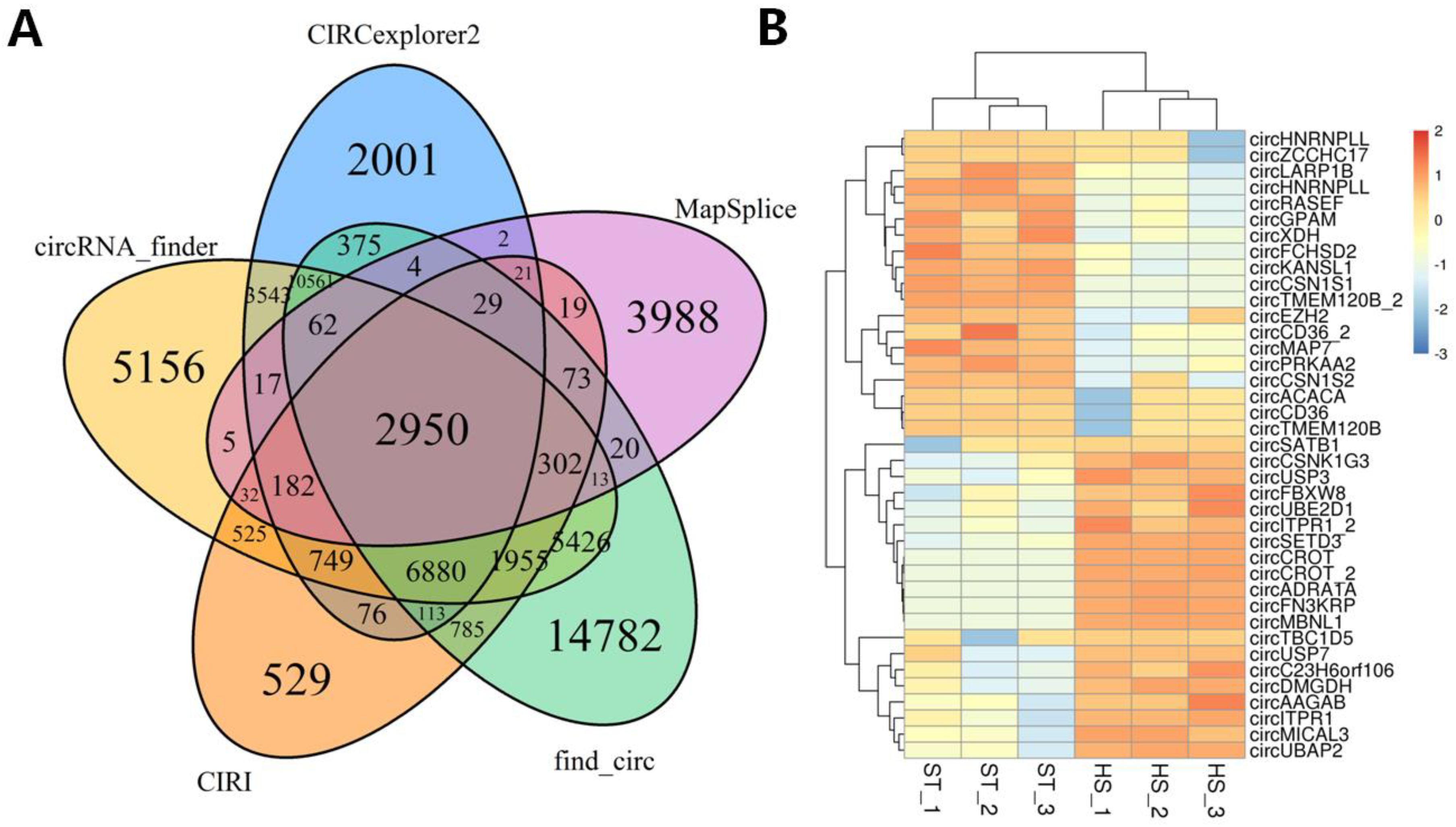 IJMS | Free Full-Text | Identification of circRNA-Associated-ceRNA Networks  Involved in Milk Fat Metabolism under Heat Stress