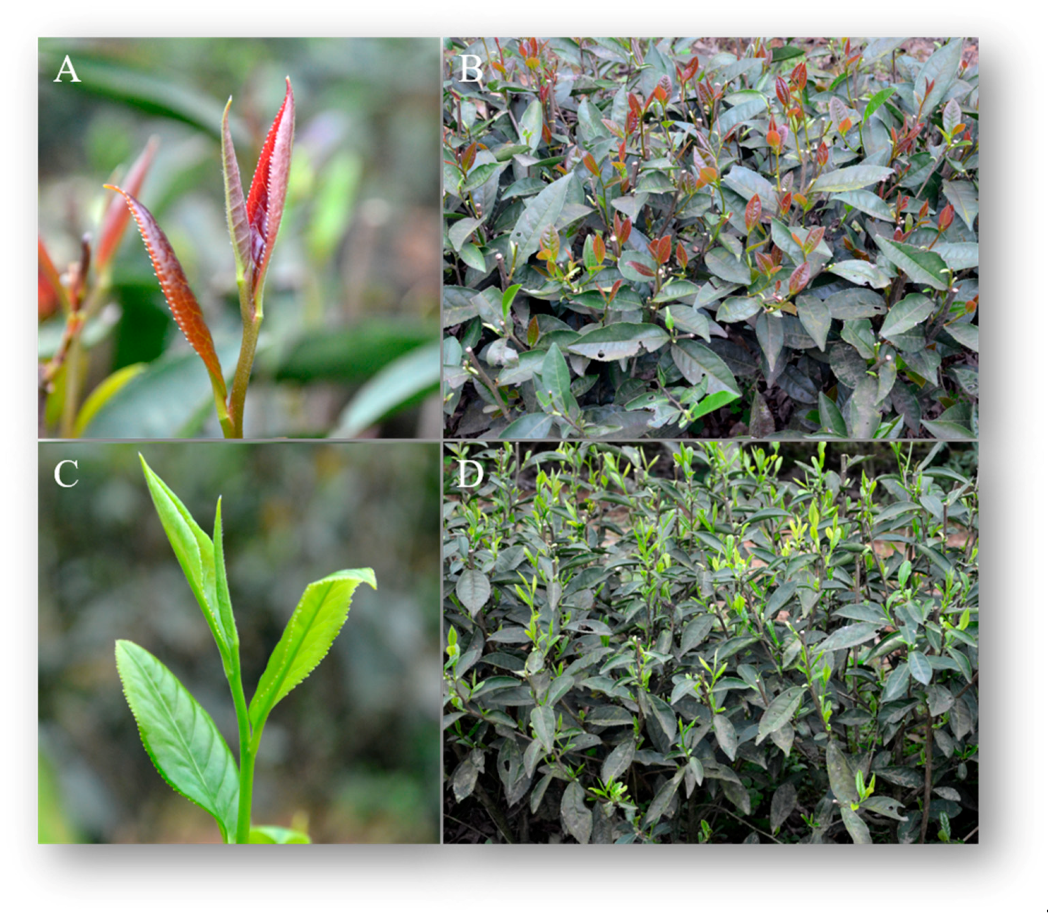 Ijms 21 04167 g001 Ijms 21 04167 g001