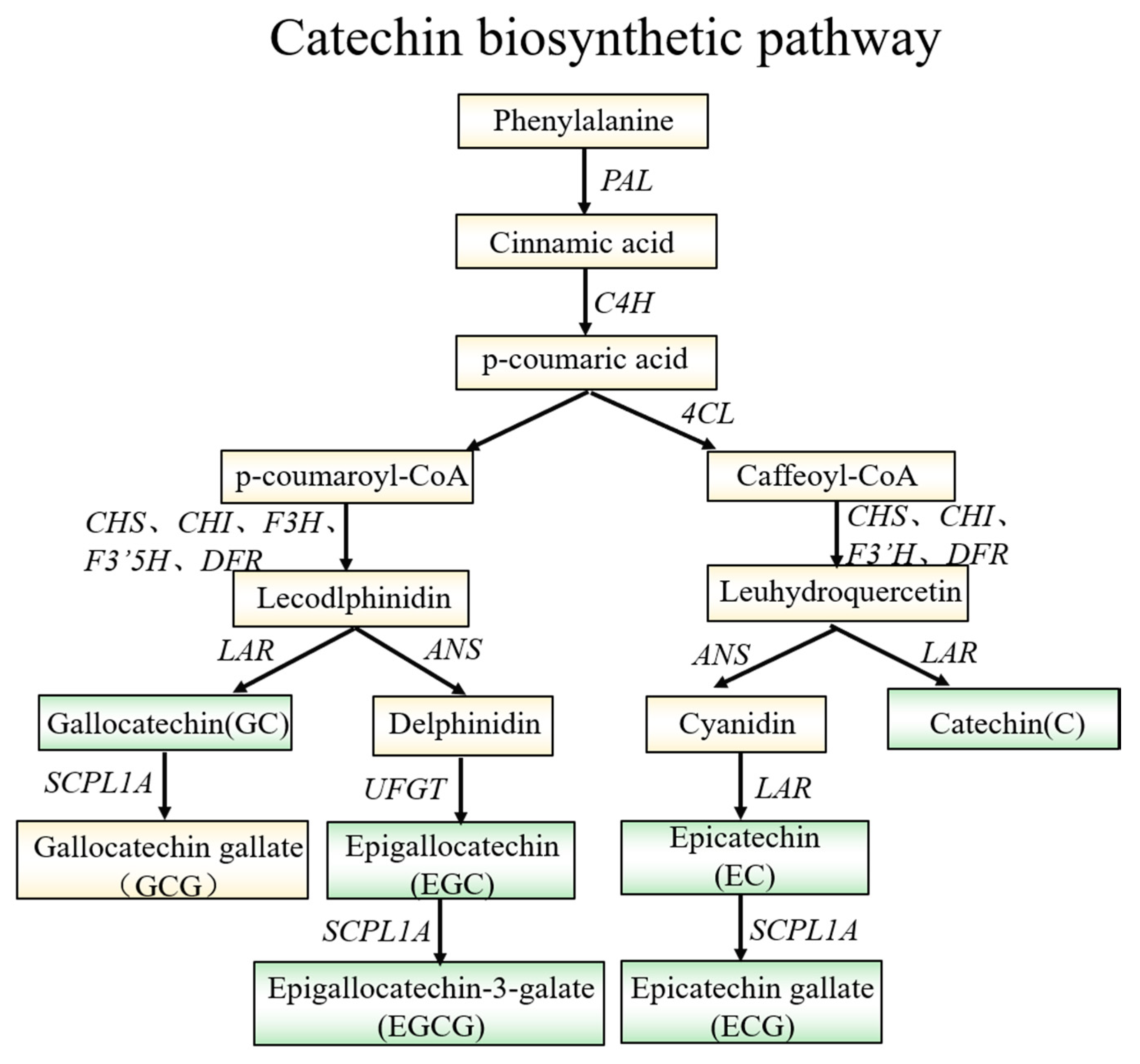 Ijms 21 04167 g008 Ijms 21 04167 g008