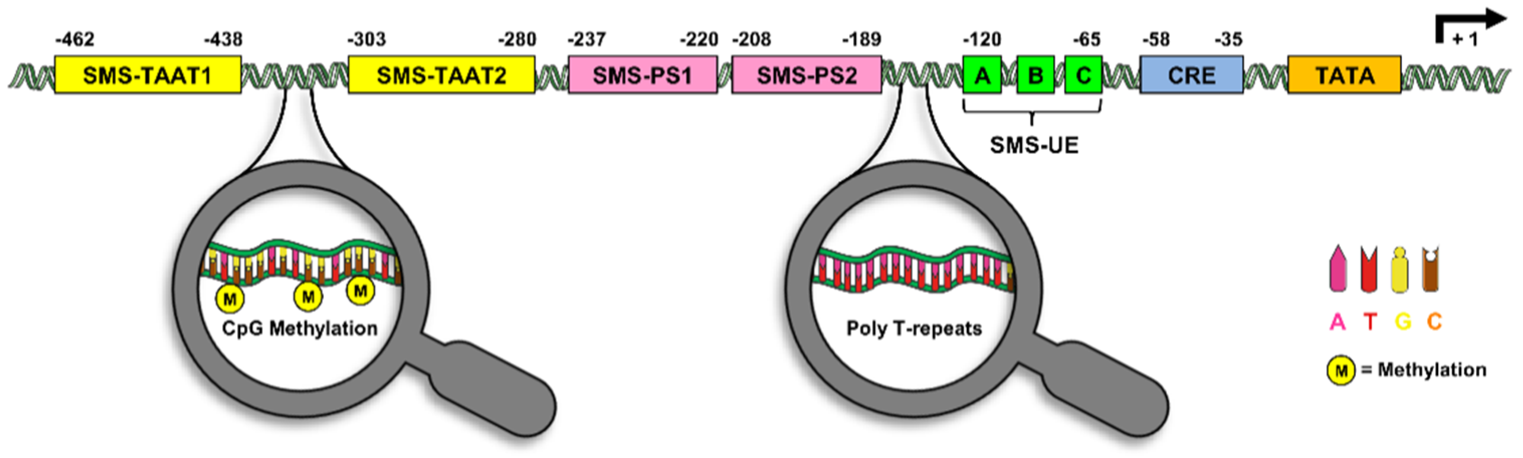 Ijms 21 04170 g002 Ijms 21 04170 g002