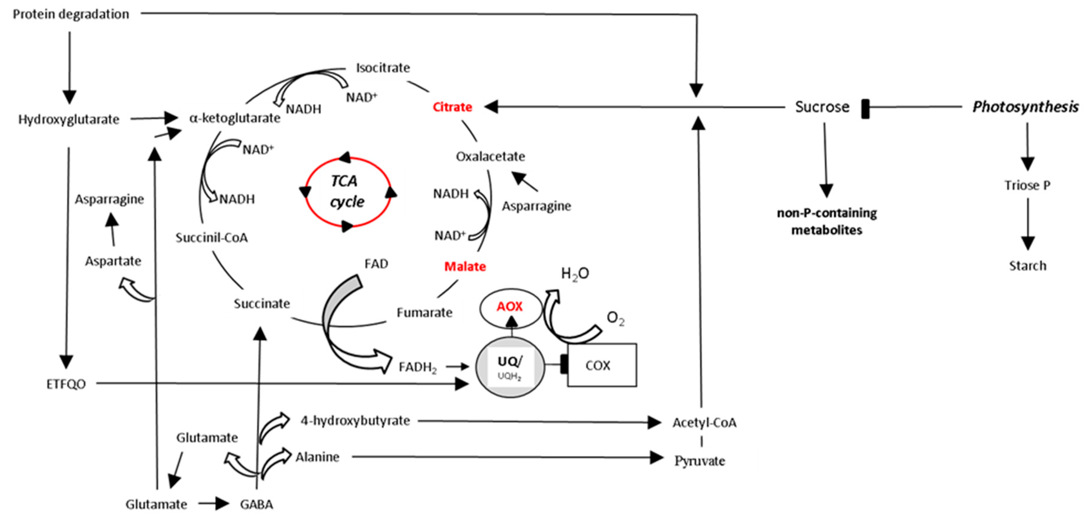 Ijms 21 04201 g001 Ijms 21 04201 g001