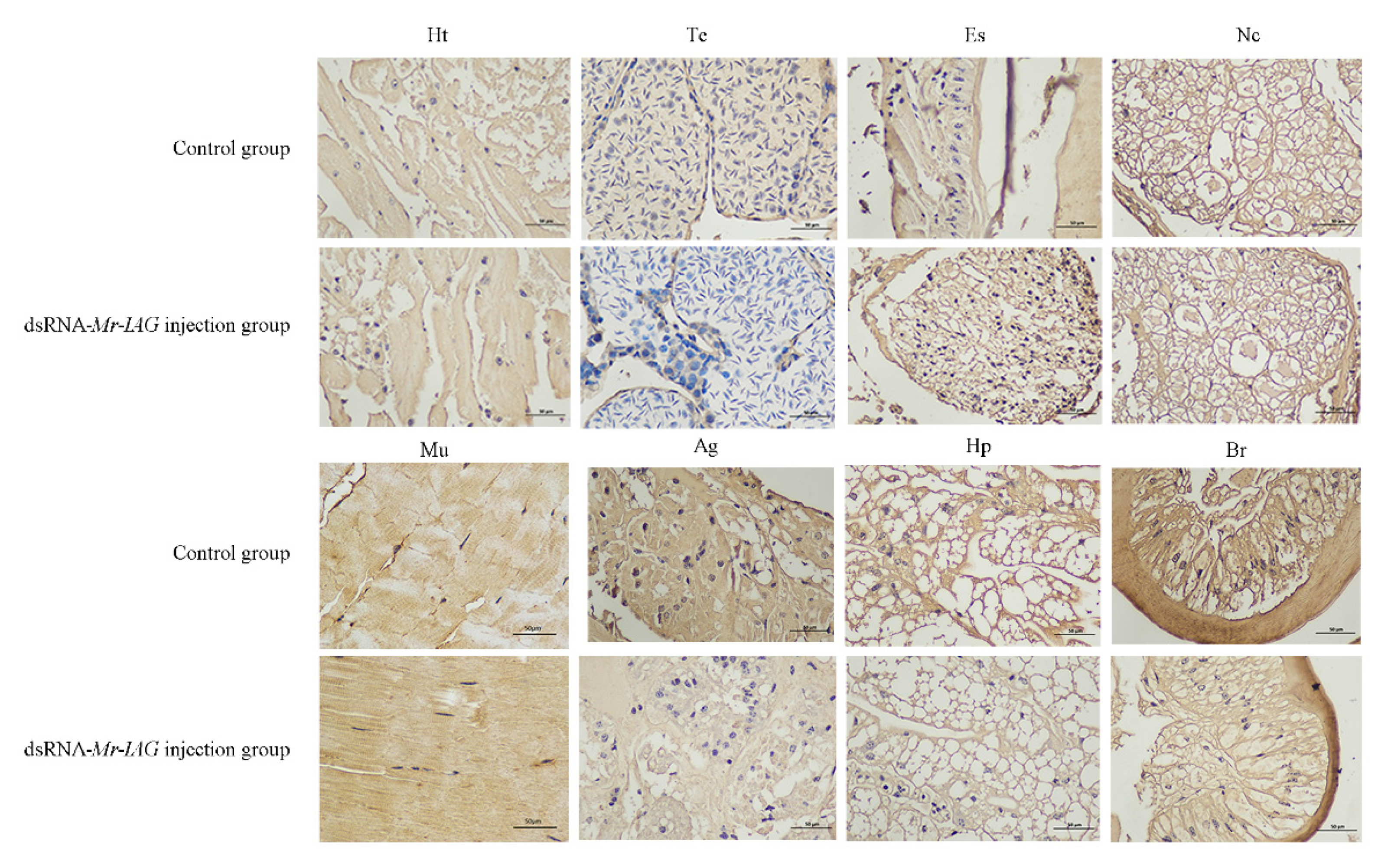 Ijms 21 04207 g010 Ijms 21 04207 g010