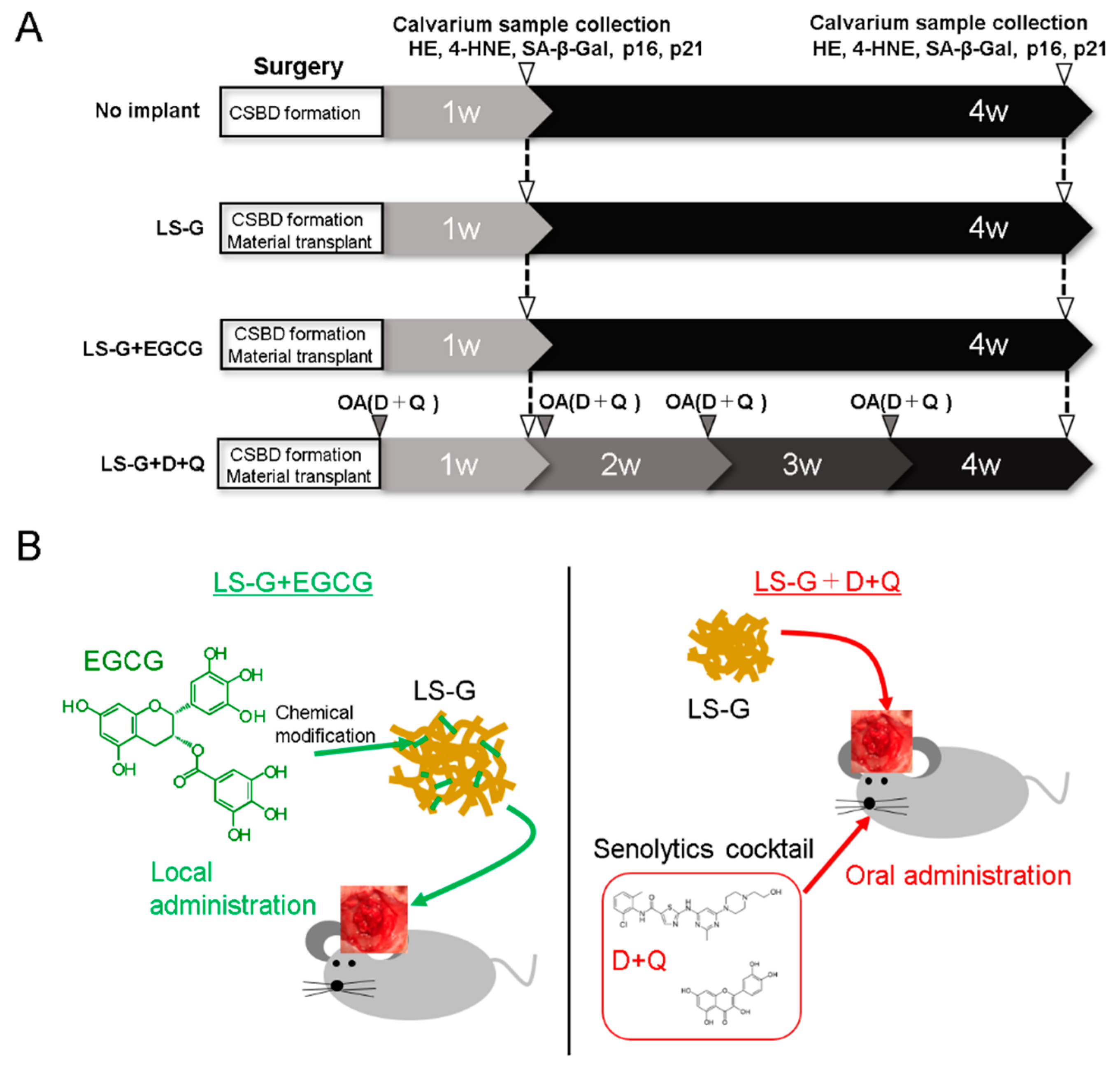 Ijms Free Full Text Augmentation Of Bone Regeneration By Depletion Of Stress Induced Senescent Cells Using Catechin And Senolytics Html