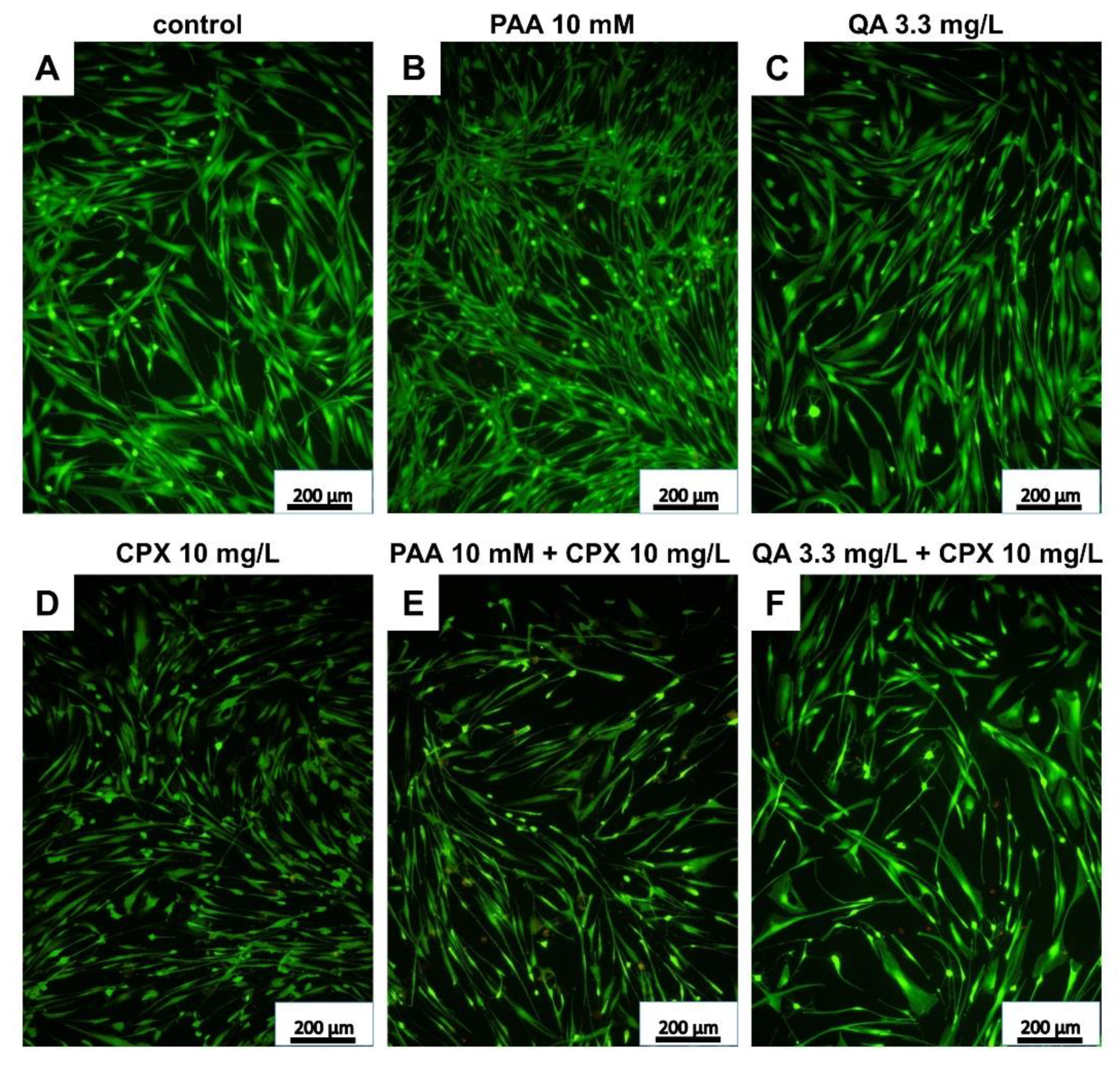 Ijms 21 04241 g003 Ijms 21 04241 g003