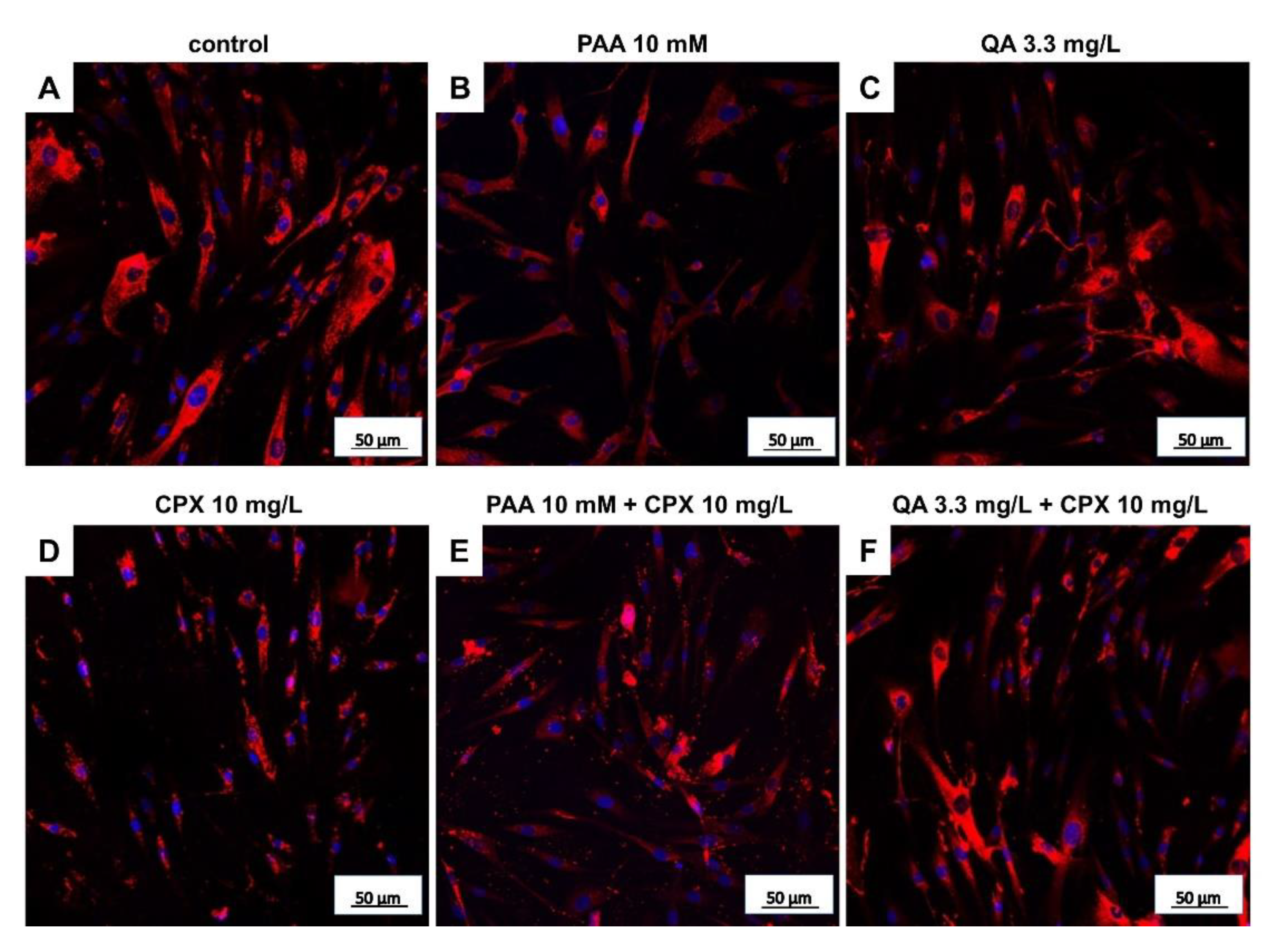 Ijms 21 04241 g006 Ijms 21 04241 g006