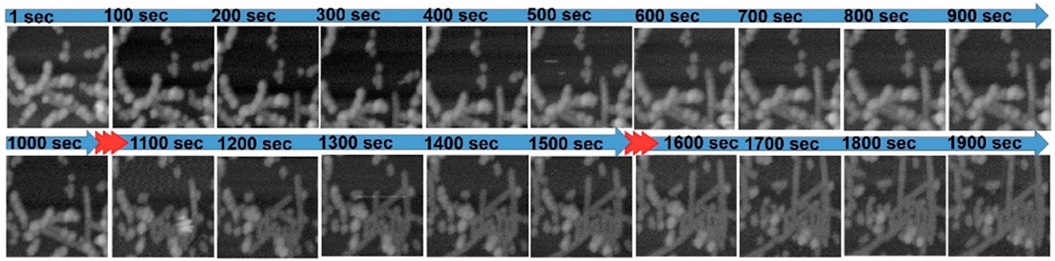 Ijms 21 04287 g005 Ijms 21 04287 g005