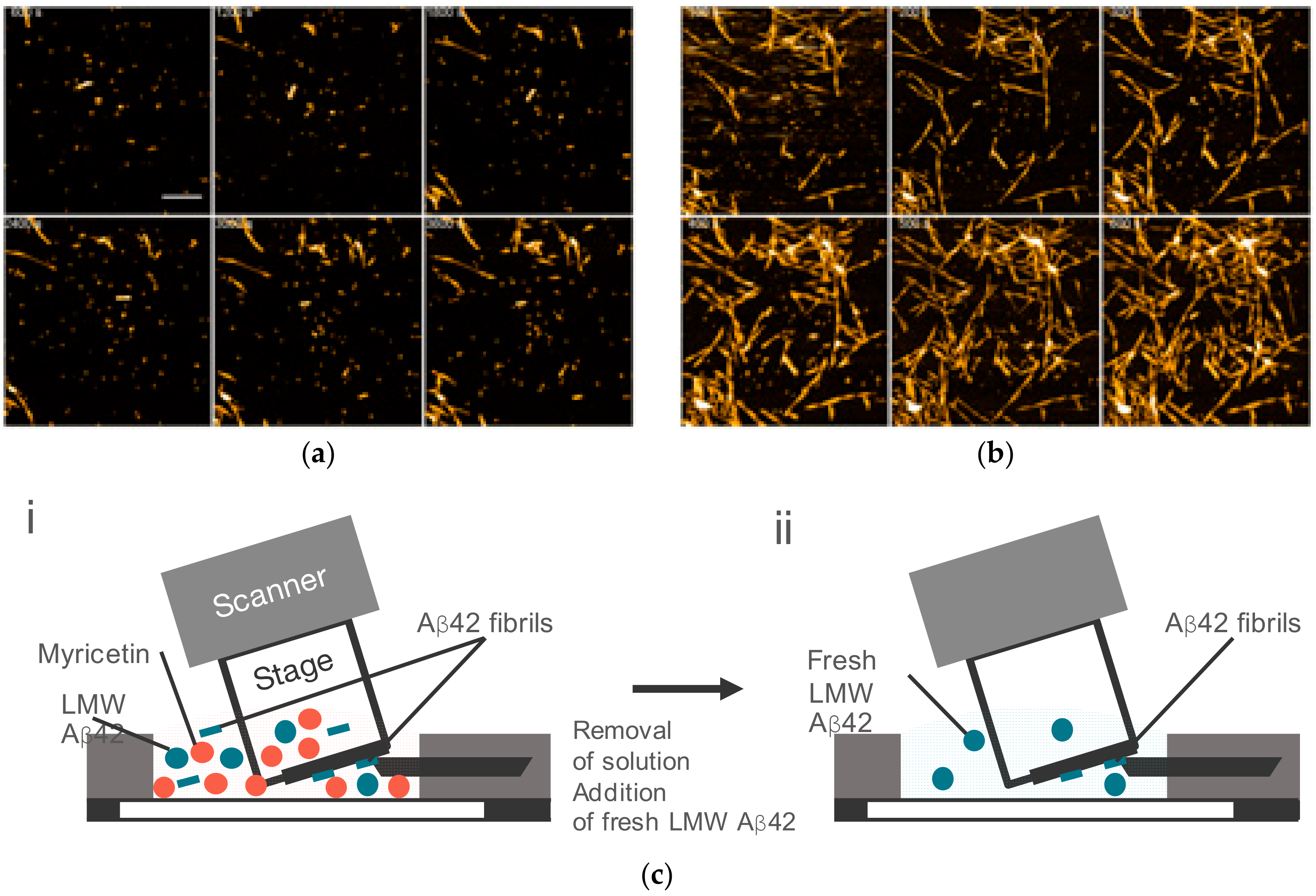 Ijms 21 04287 g011 Ijms 21 04287 g011