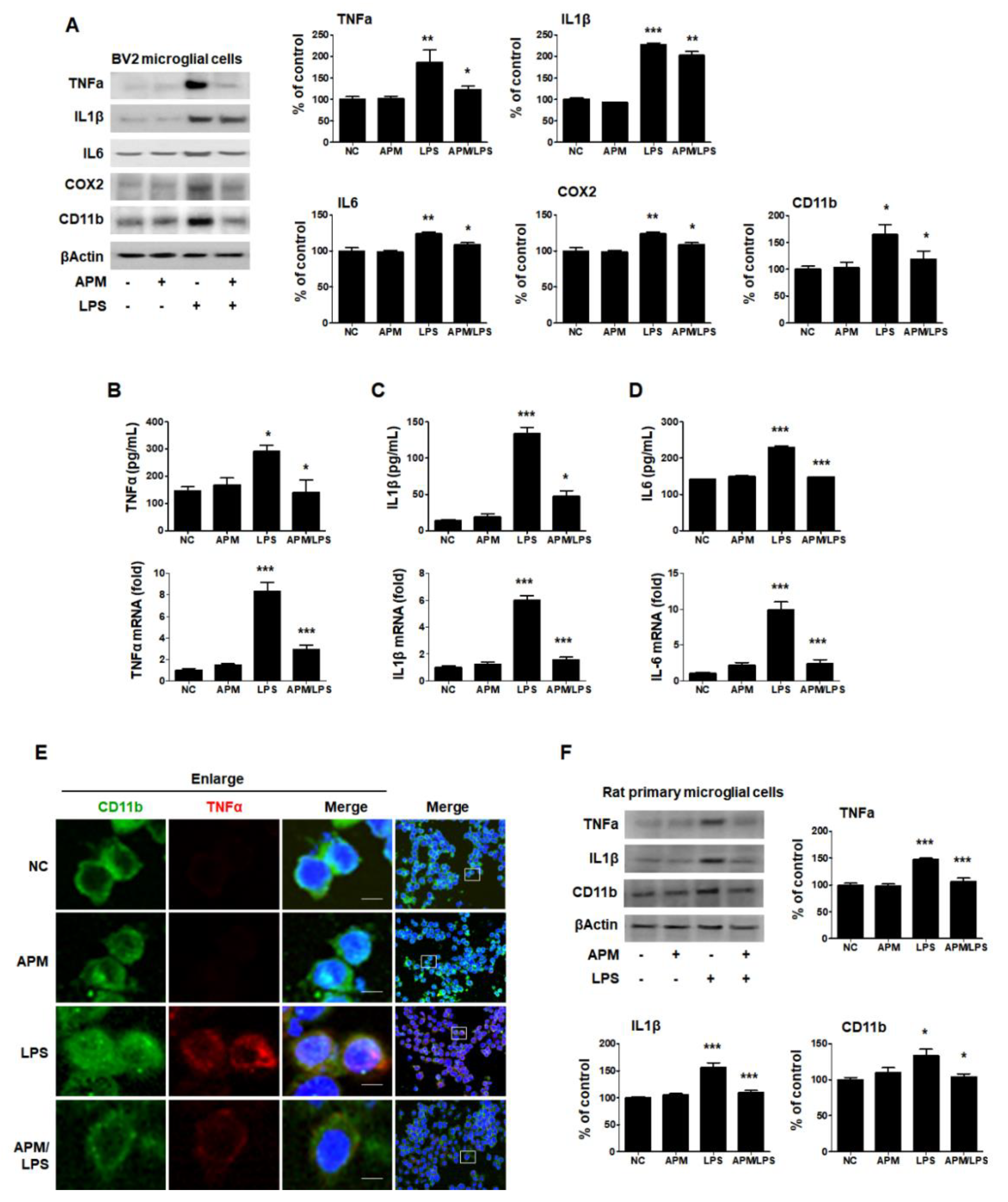 IJMS | Free Full-Text | Apamin Suppresses LPS-Induced Neuroinflammatory  Responses by Regulating SK Channels and TLR4-Mediated Signaling Pathways |  HTML