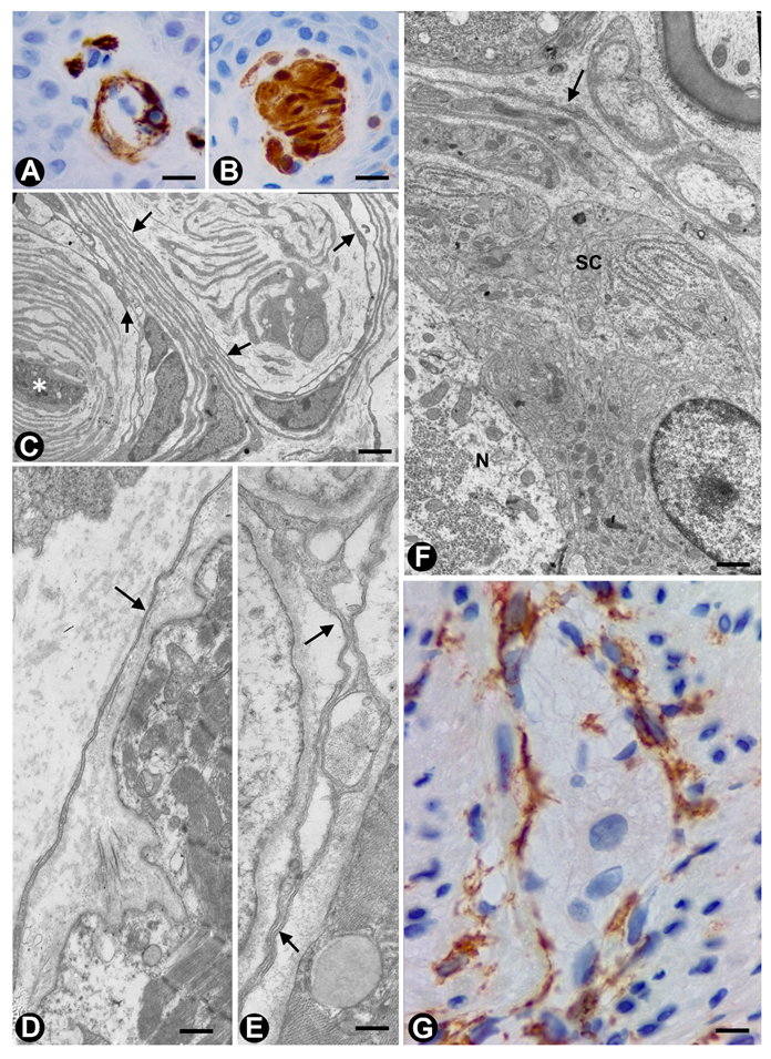 Ijms 21 04320 g002 Ijms 21 04320 g002