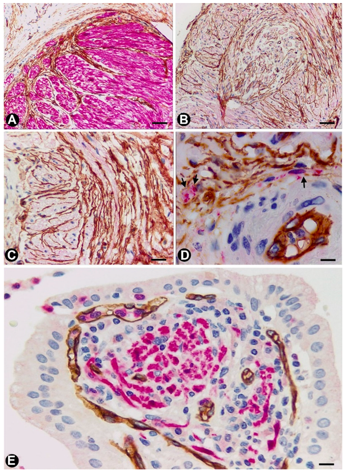 Ijms 21 04320 g005 Ijms 21 04320 g005