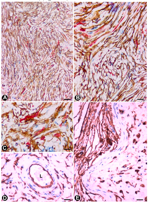 Ijms 21 04320 g006 Ijms 21 04320 g006