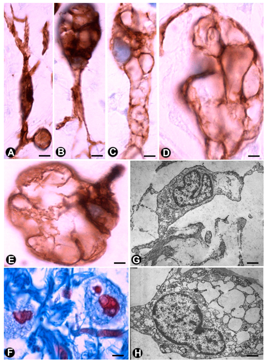 Ijms 21 04320 g007 Ijms 21 04320 g007