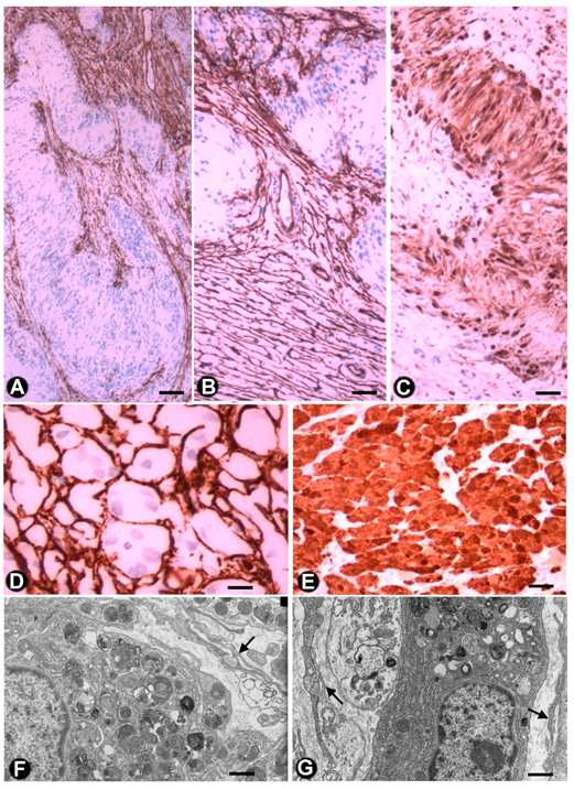 Ijms 21 04320 g008 Ijms 21 04320 g008