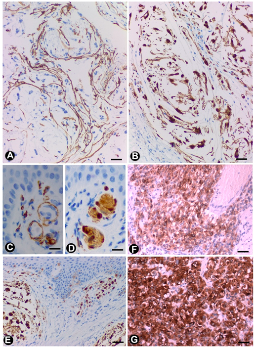 Ijms 21 04320 g009 Ijms 21 04320 g009