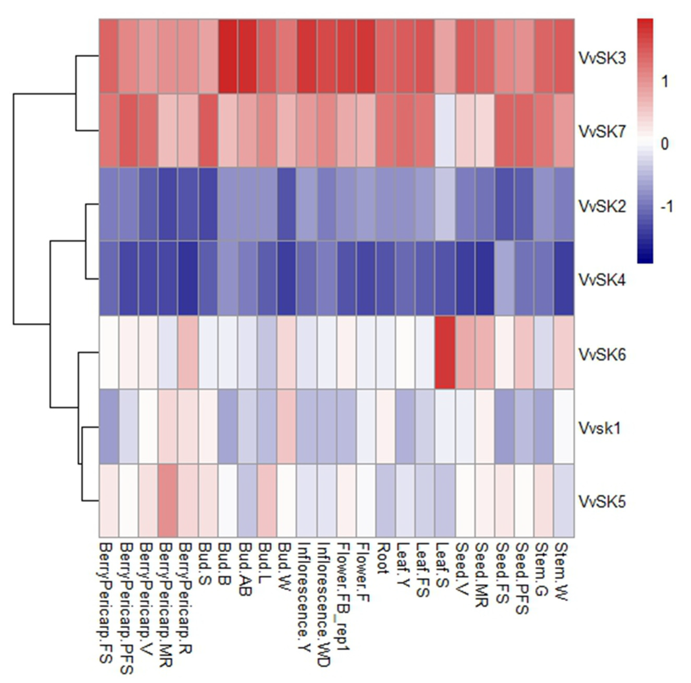 Ijms Free Full Text Functional Characterization Of Vvsk Gene Family In Grapevine Revealing Their Role In Berry Ripening Html