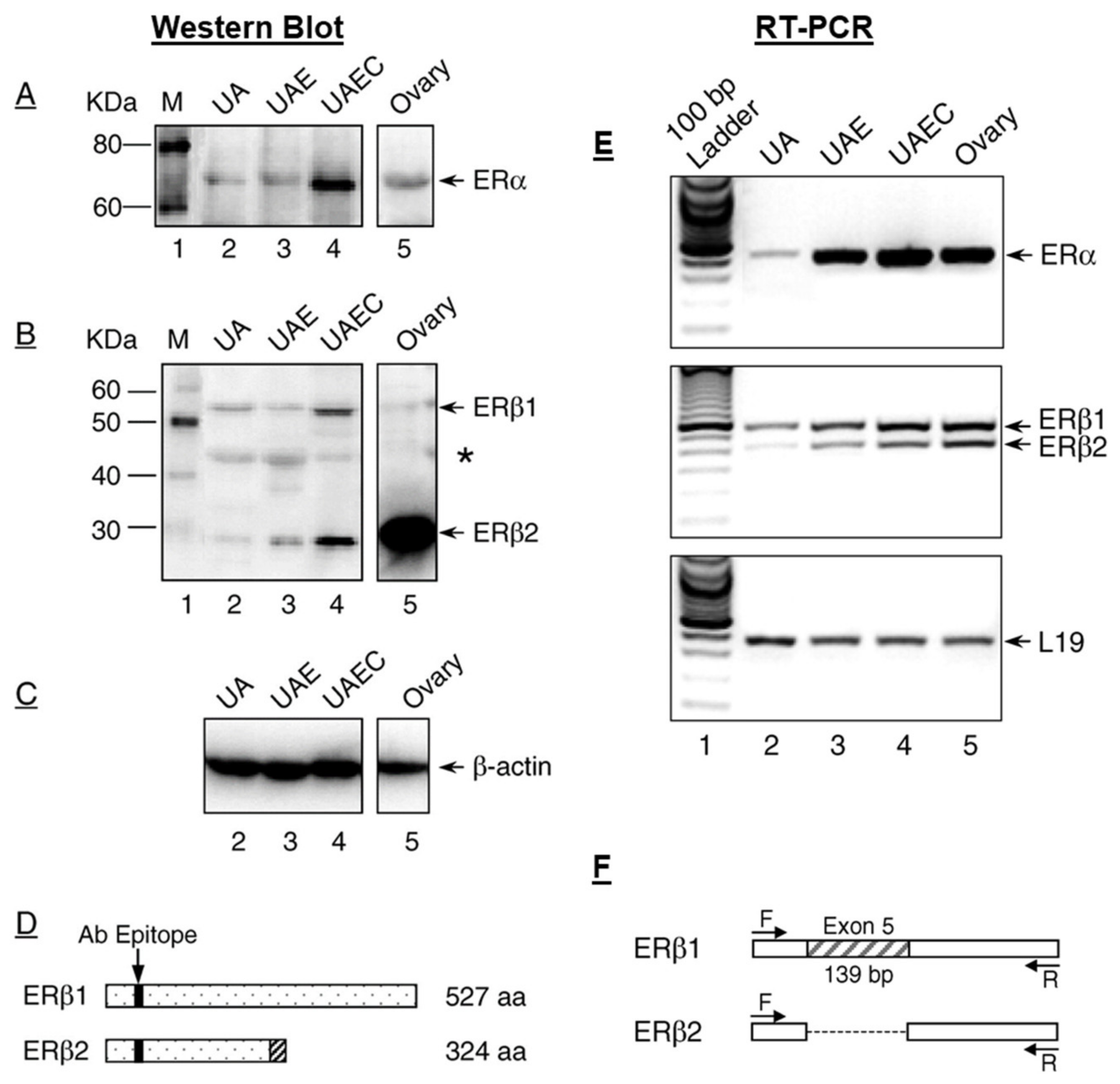 Ijms | Free Full-Text | Estrogen Receptors And Estrogen-Induced Uterine  Vasodilation In Pregnancy | Html