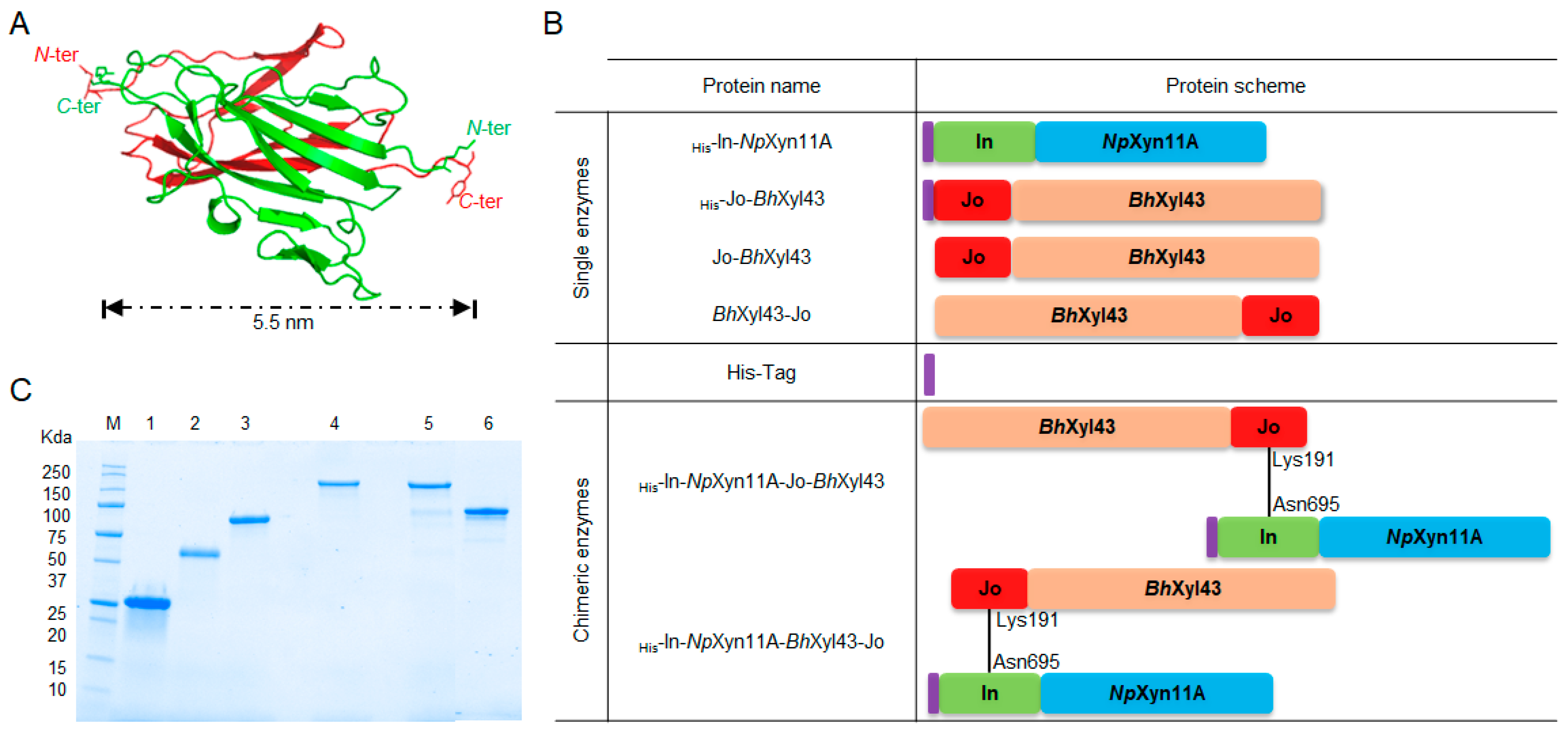 Ijms Free Full Text Characterisation Of The Effect Of The Spatial Organisation Of Hemicellulases On The Hydrolysis Of Plant Biomass Polymer Html