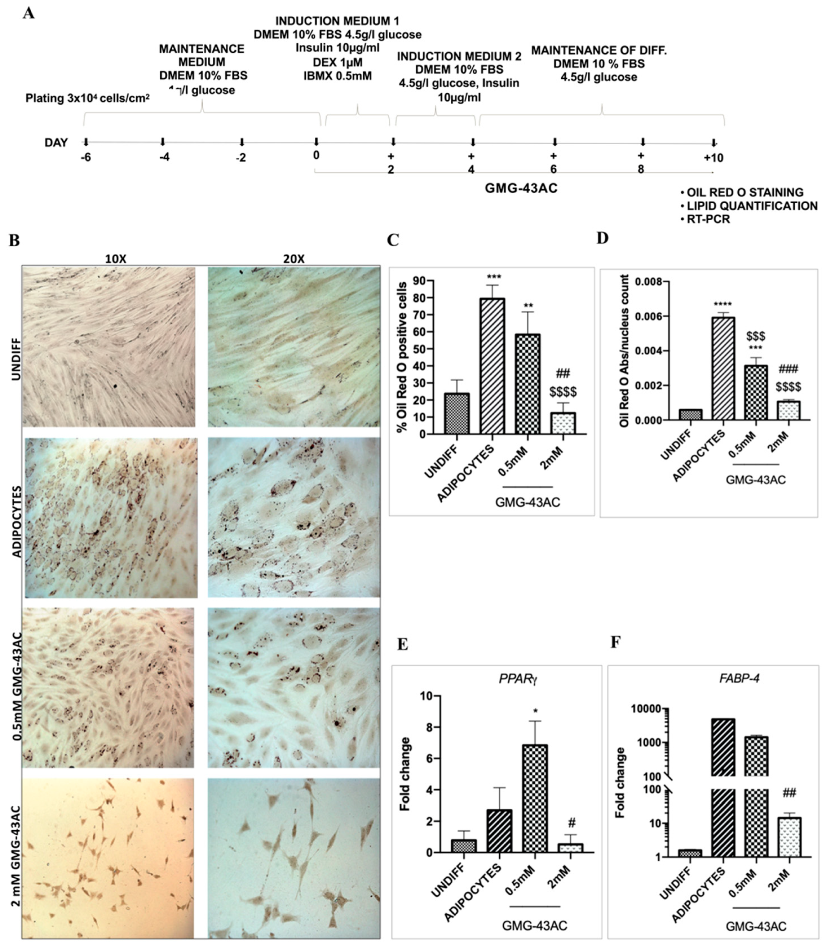 Ijms Free Full Text A New Selective Pparg Modulator Inhibits Triglycerides Accumulation During Murine Adipocytes And Human Adipose Derived Mesenchymal Stem Cells Differentiation Html