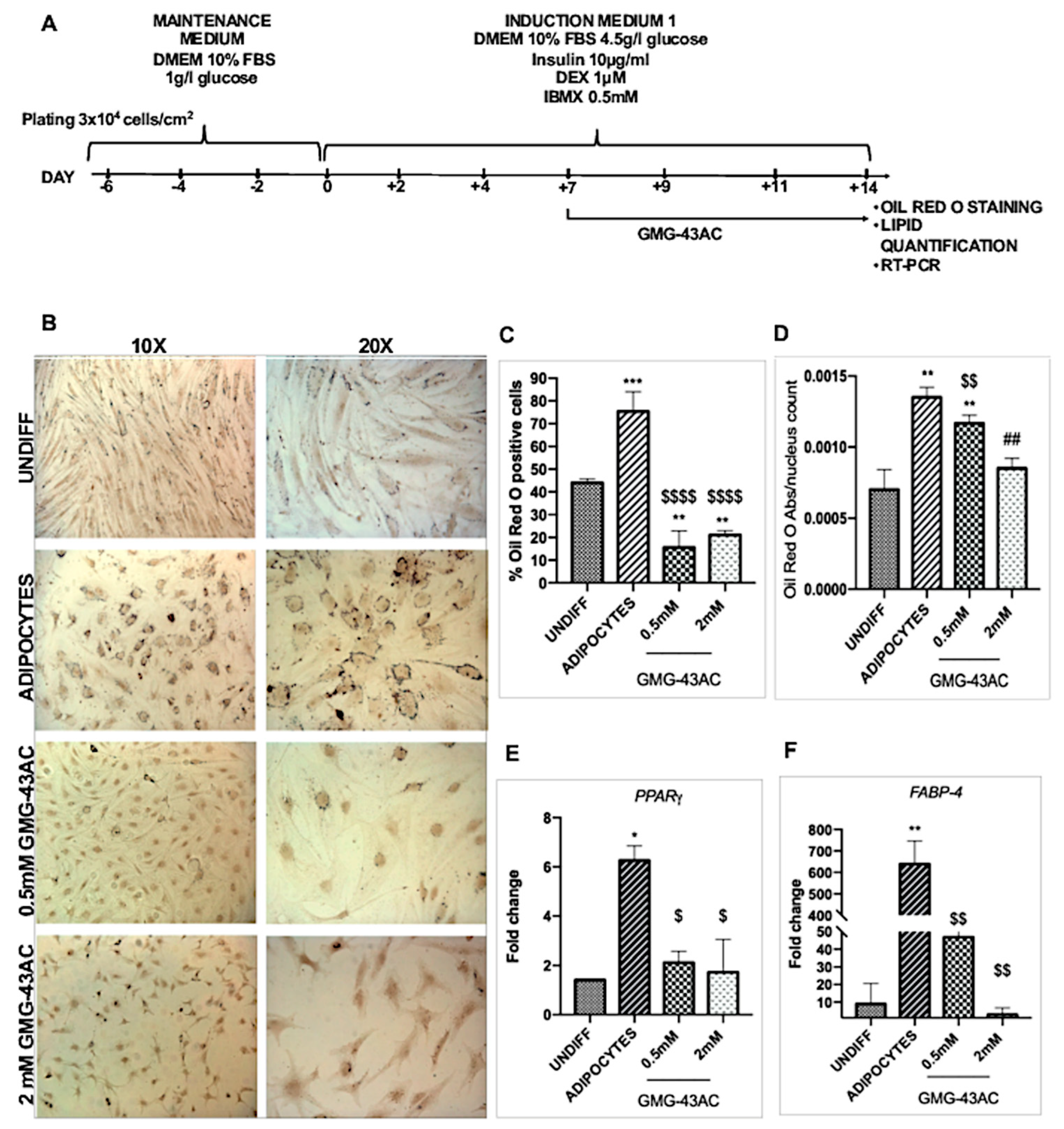 Ijms Free Full Text A New Selective Pparg Modulator Inhibits Triglycerides Accumulation During Murine Adipocytes And Human Adipose Derived Mesenchymal Stem Cells Differentiation Html