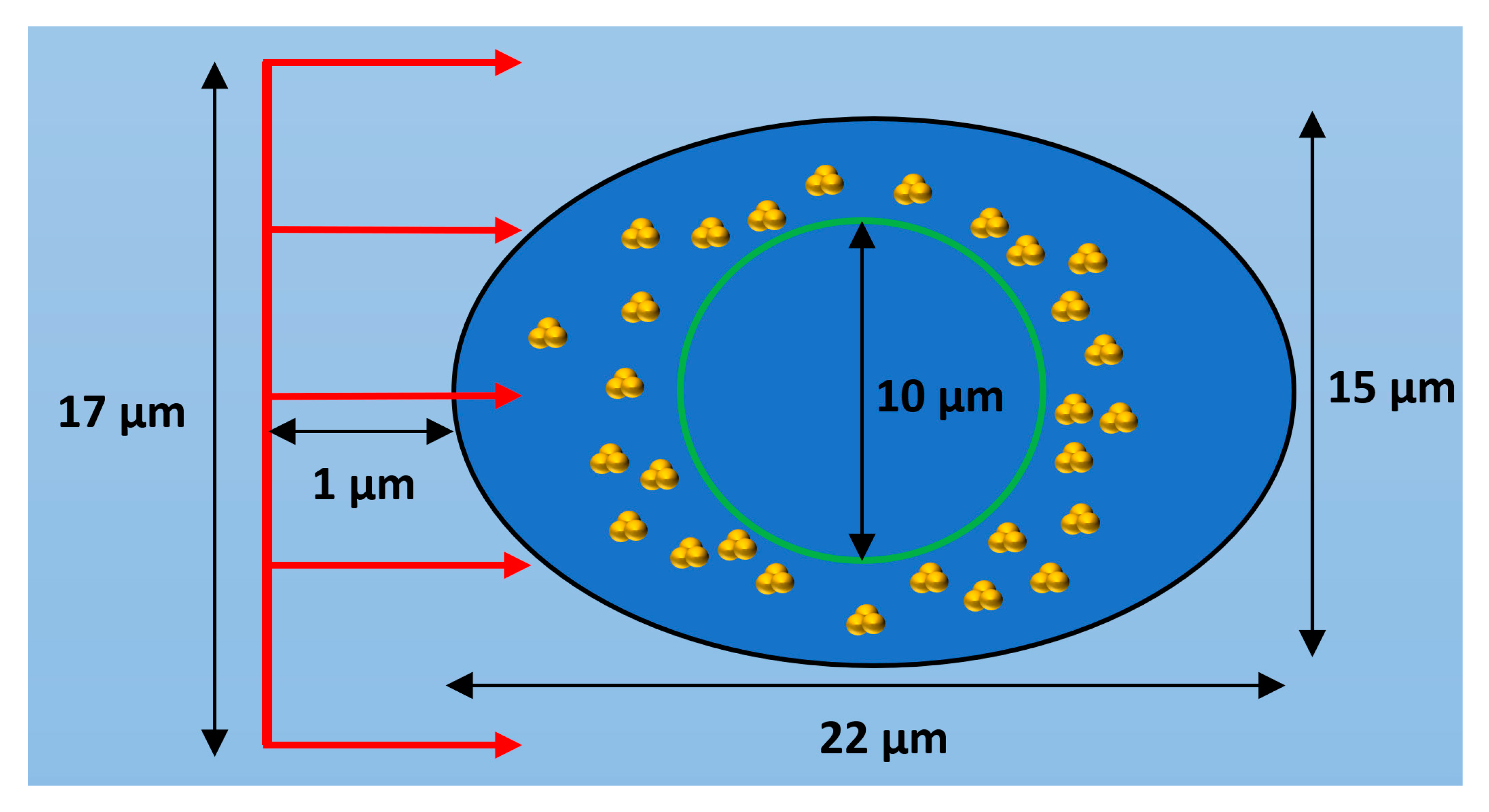 Ijms 21 04431 g008 Ijms 21 04431 g008