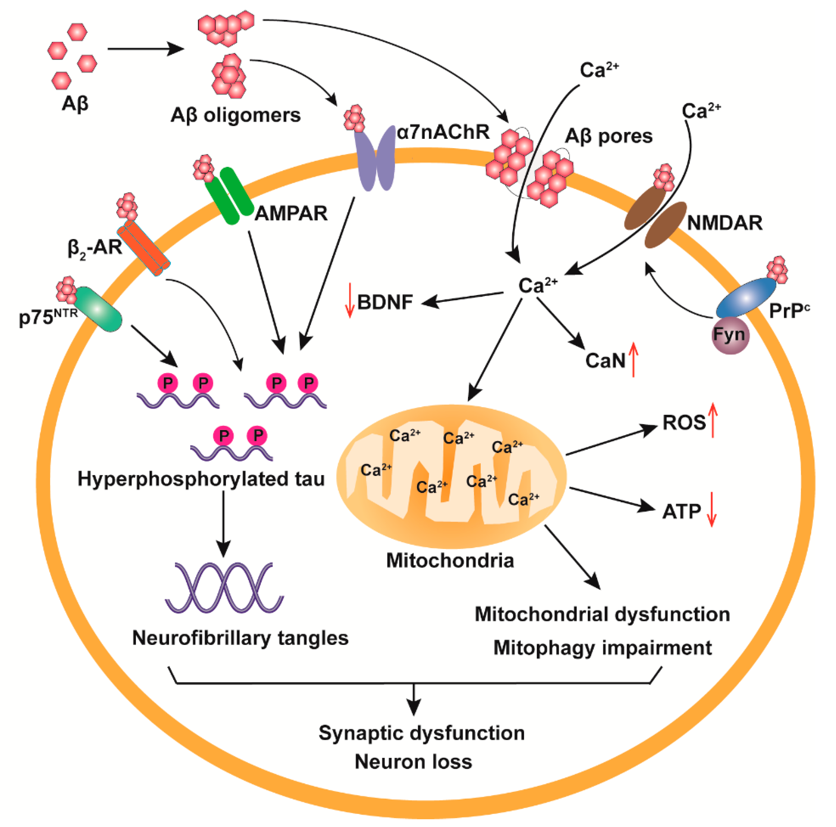 Ijms Free Full Text The Toxicity And Polymorphism Of B Amyloid Oligomers Html