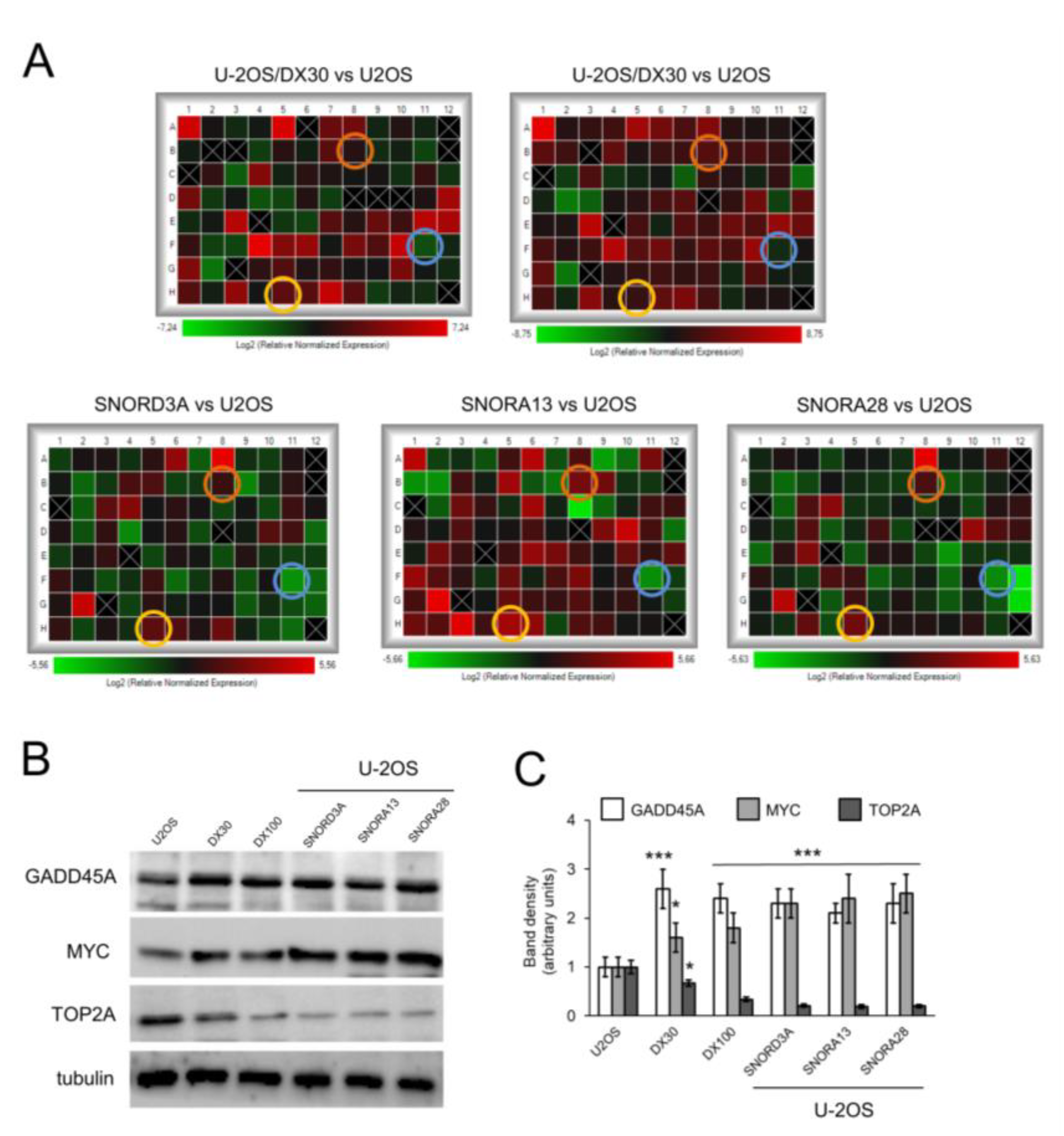 Ijms 21 04500 g004 Ijms 21 04500 g004