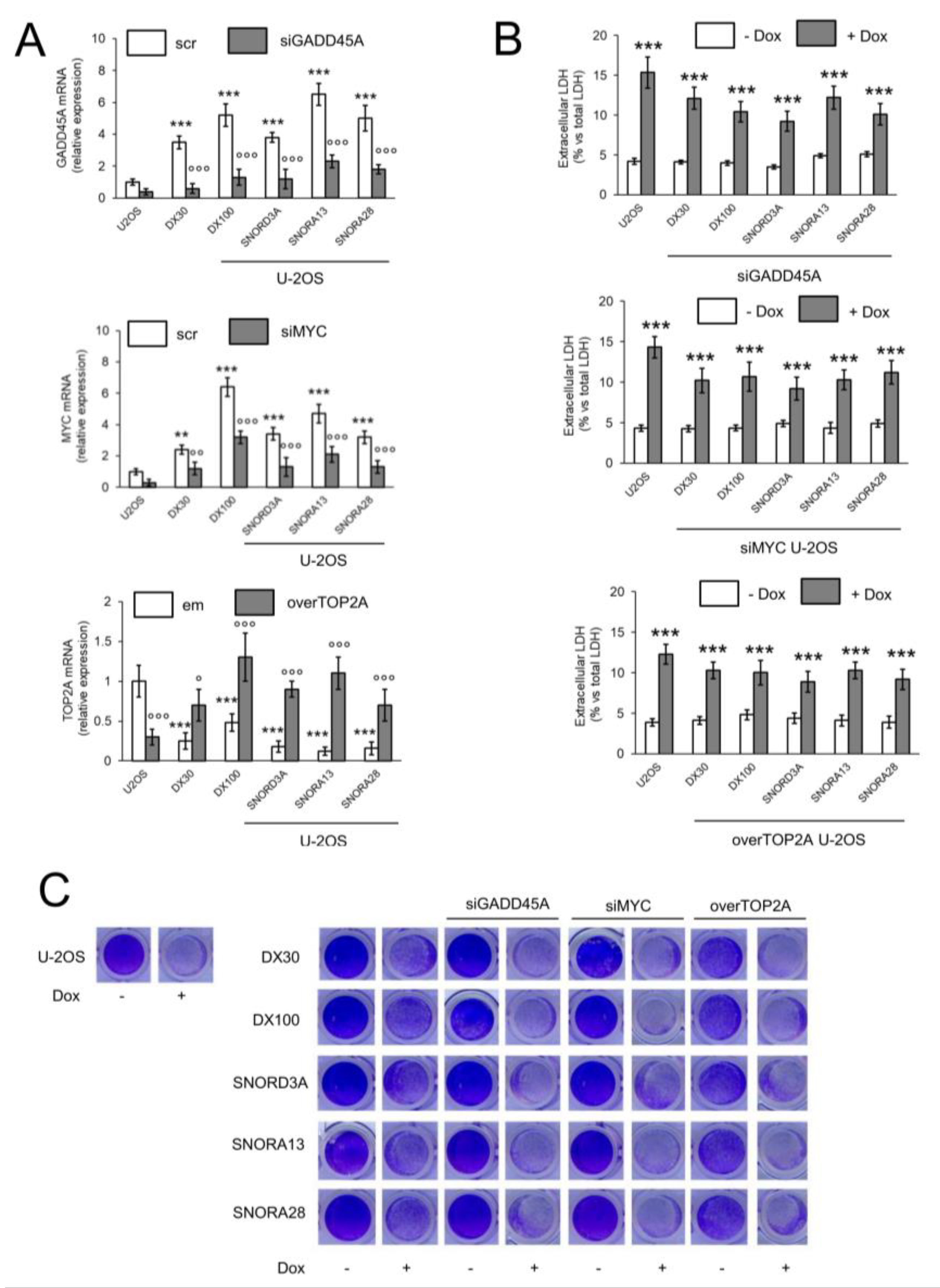 Ijms 21 04500 g005 Ijms 21 04500 g005