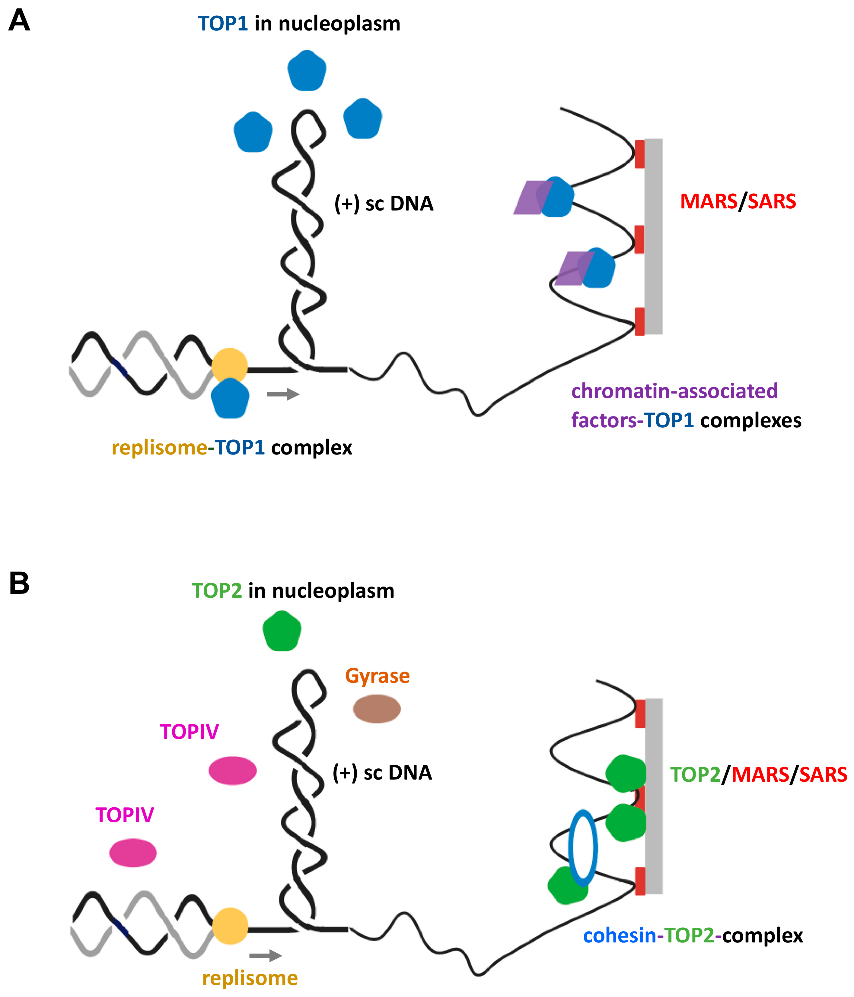 Dna Replication Topoisomerase Function