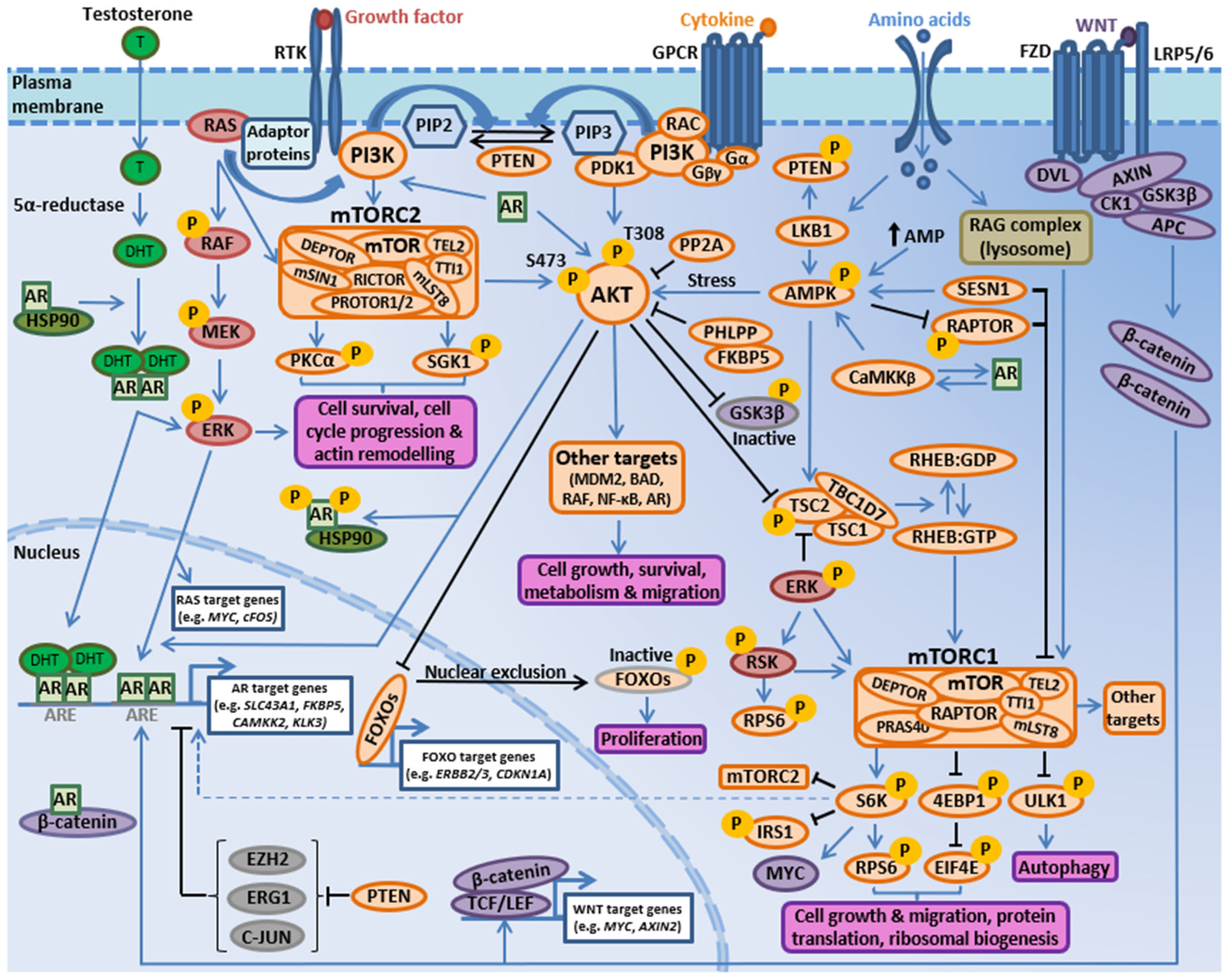 IJMS | Free Full-Text | The PI3K-AKT-mTOR Pathway and Prostate Cancer ...