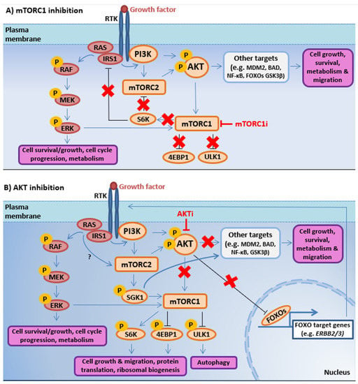 Ijms Free Full Text The Pi3k Akt Mtor Pathway And Prostate Cancer At The Crossroads Of Ar Mapk And Wnt Signaling Html