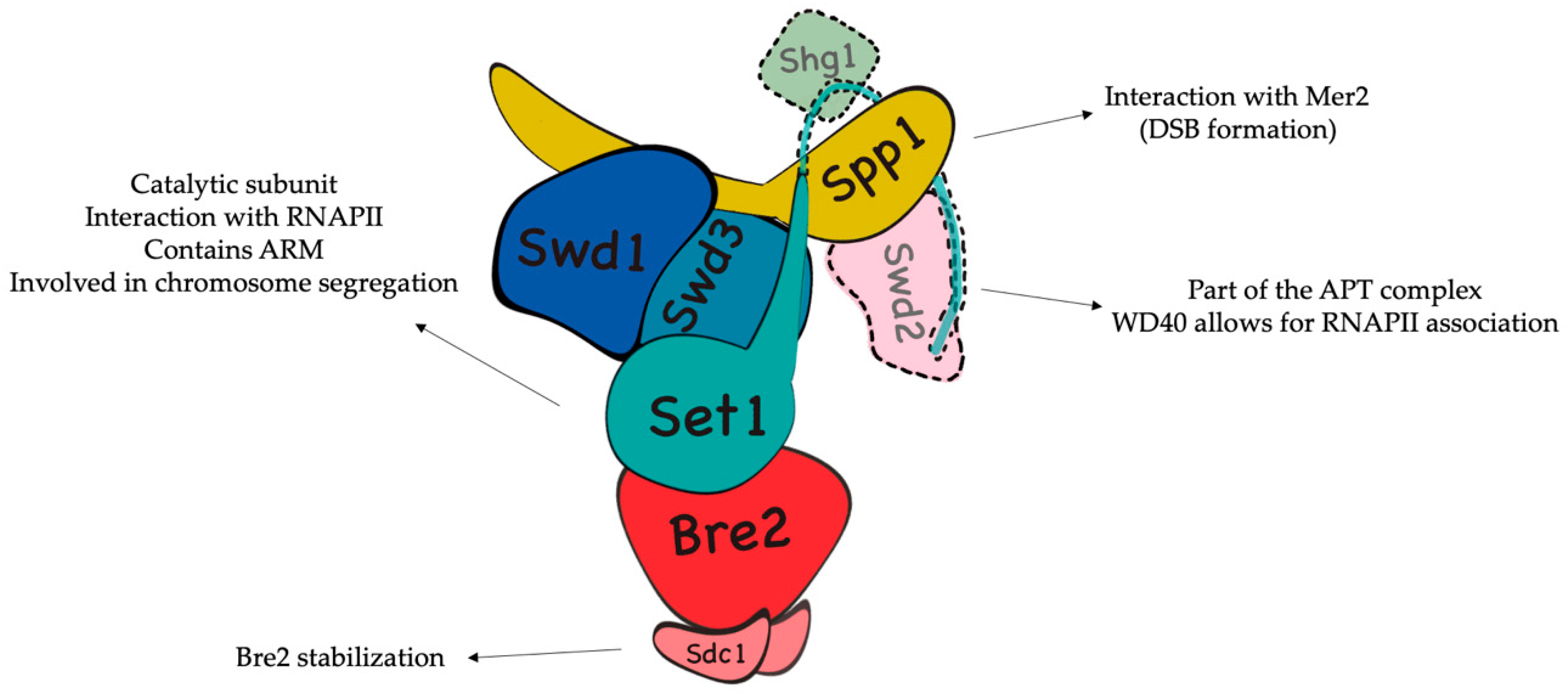 IJMS | Free Full-Text | Sharing Marks: H3K4 Methylation and H2B