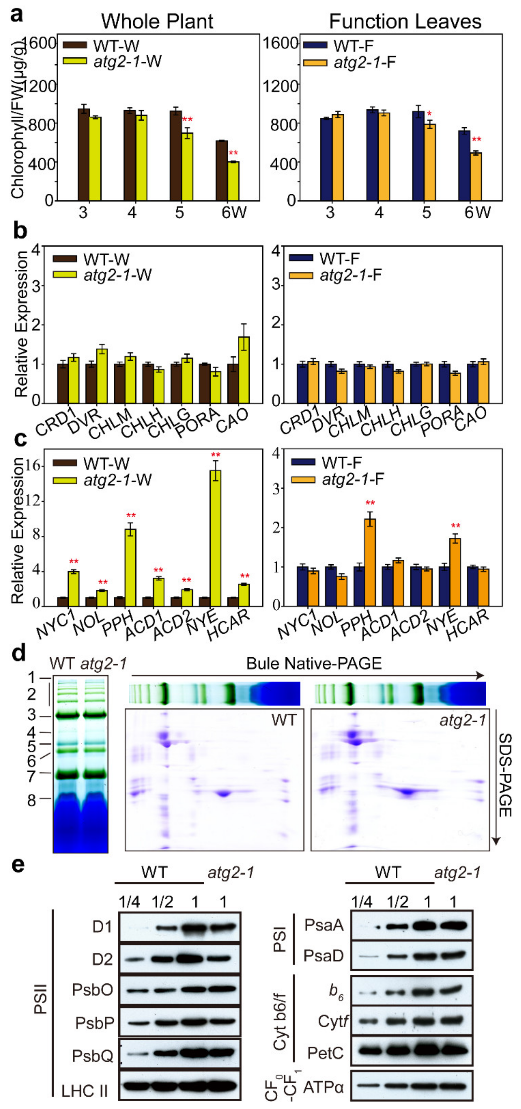 Ijms Free Full Text Autophagy Related 2 Regulates Chlorophyll Degradation Under Abiotic Stress Conditions In Arabidopsis Html