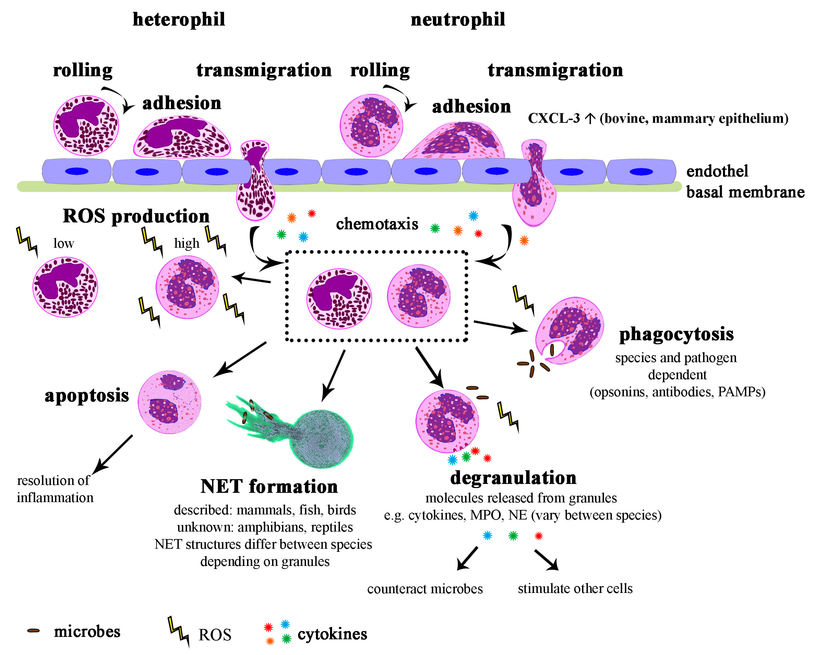 Ijms Free Full Text What Is The Evolutionary Fingerprint In Neutrophil Granulocytes Html