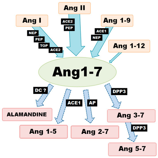 IJMS | Free Full-Text | Involvement Of ACE2/Ang-(1-7)/MAS1 Axis In The ...