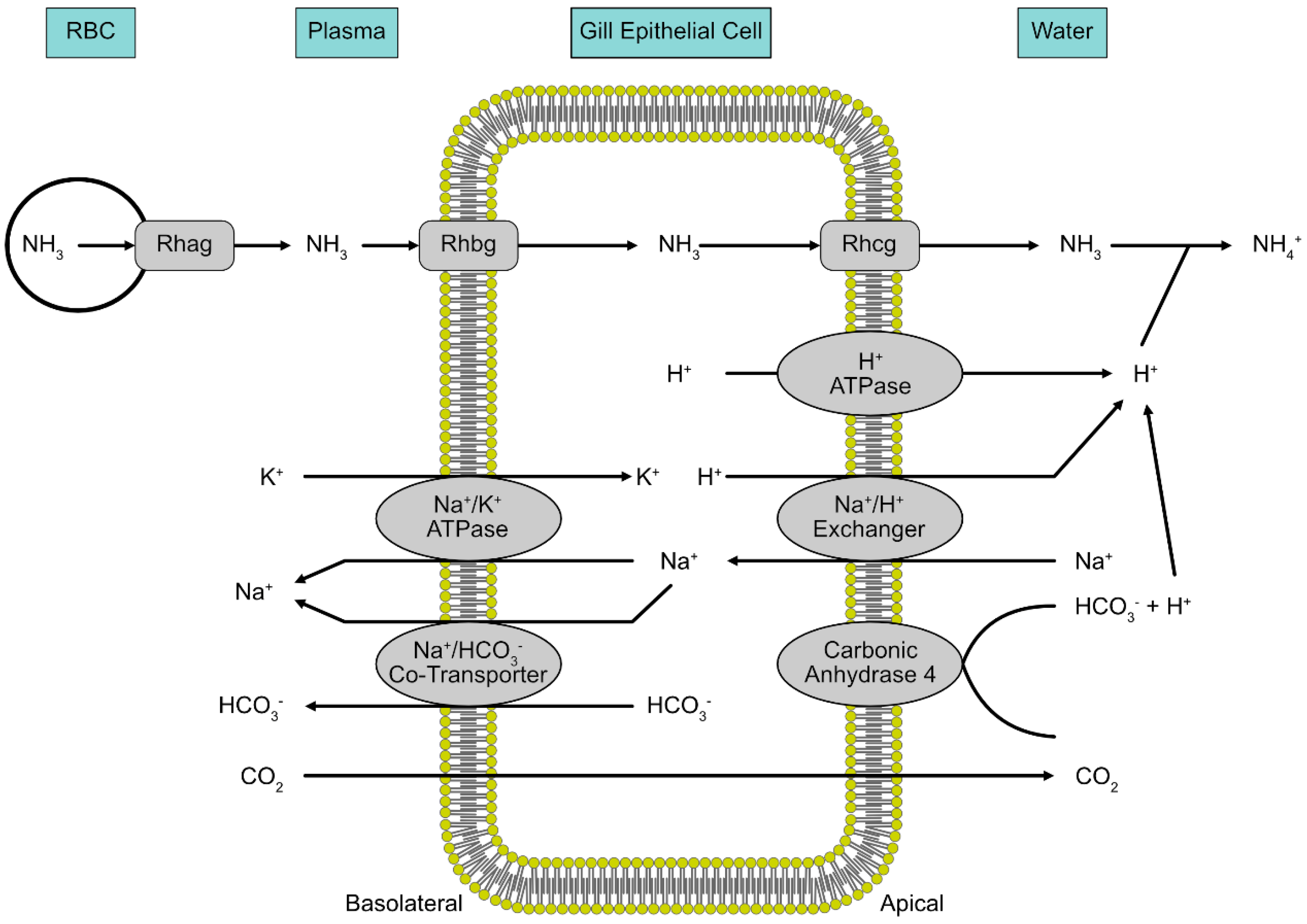 Ijms 21 04641 g003 Ijms 21 04641 g003