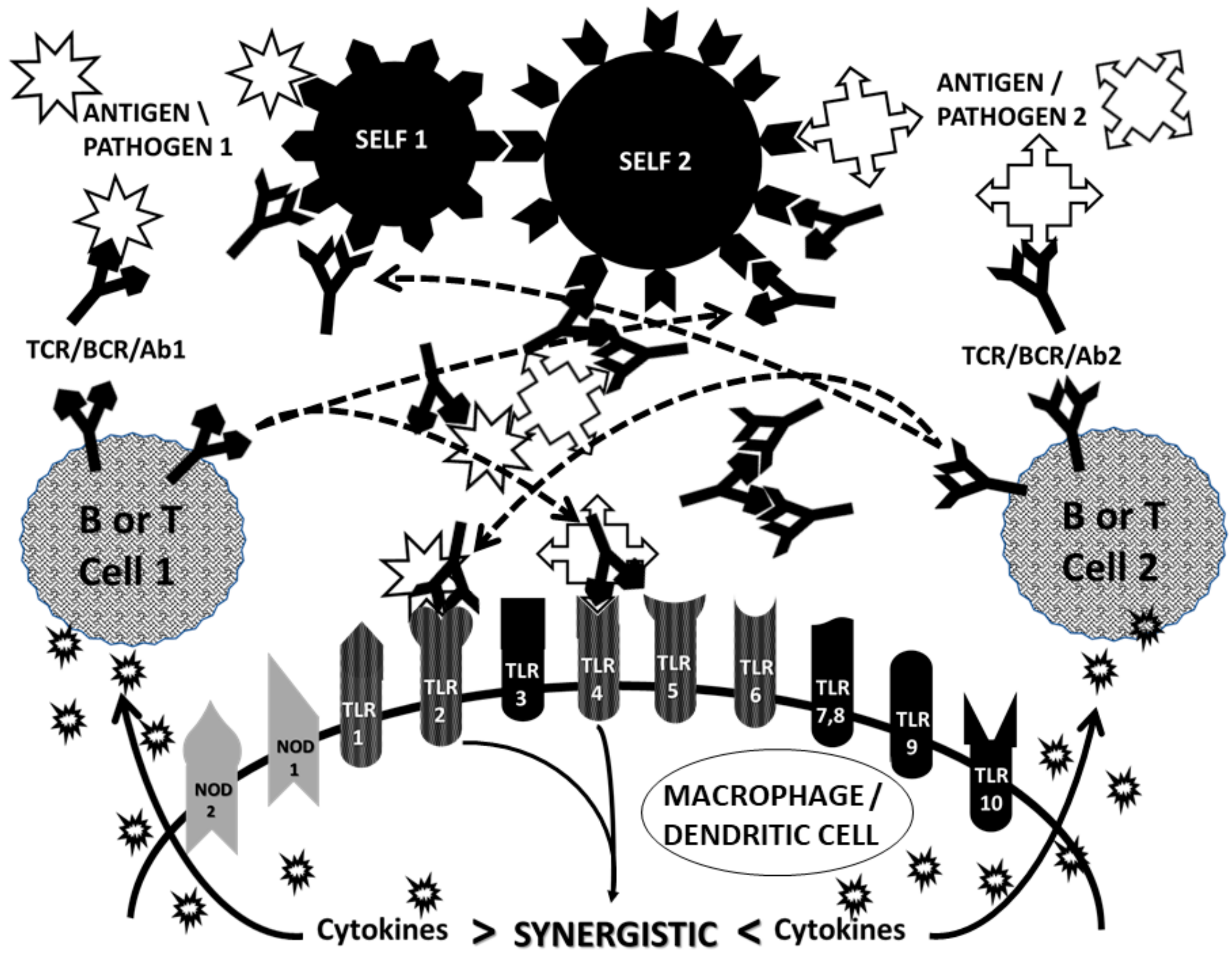 IJMS | Free Full-Text | Synergistic Activation of Toll-Like and NOD  Receptors by Complementary Antigens as Facilitators of Autoimmune Disease:  Review, Model and Novel Predictions