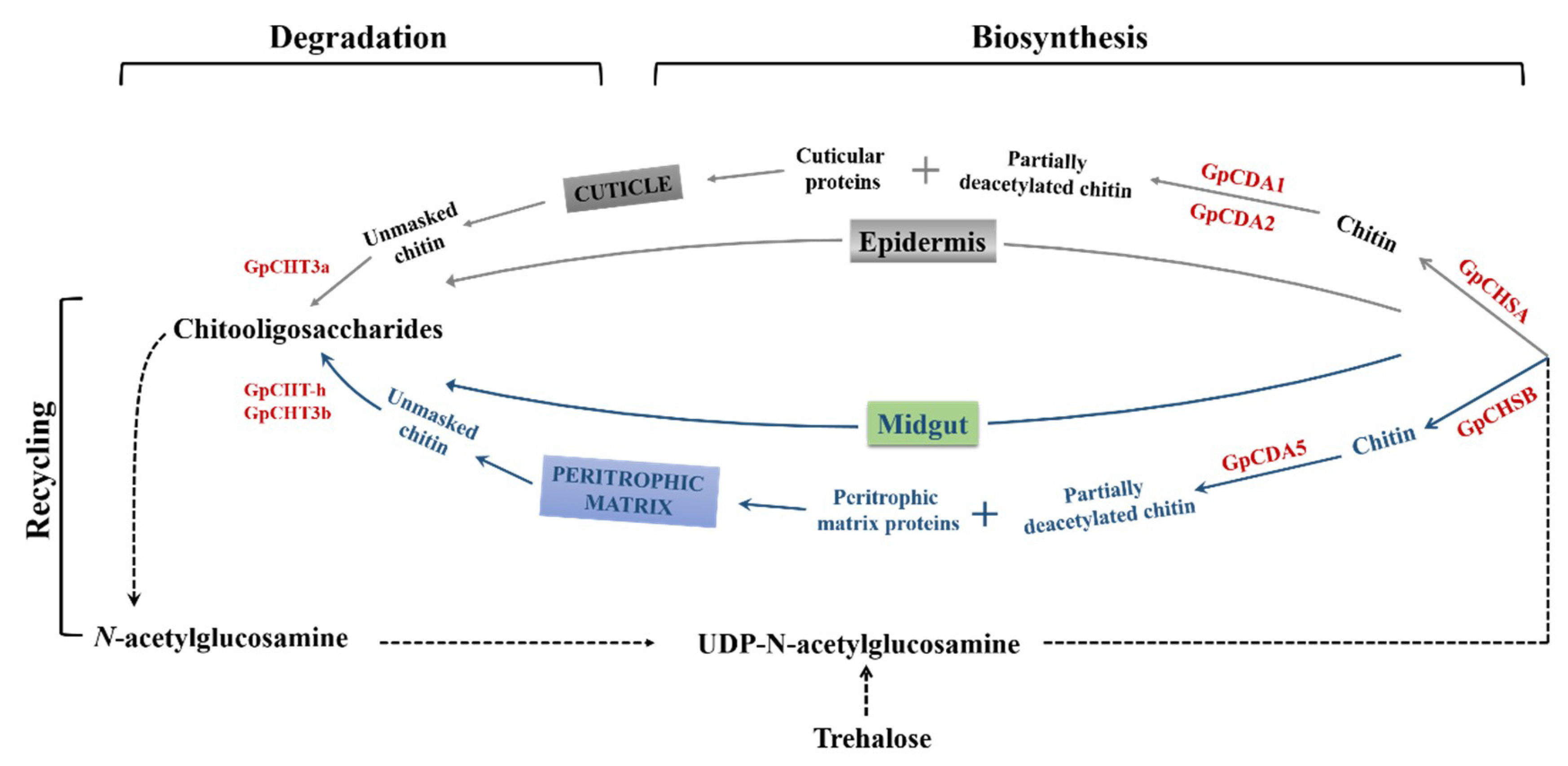 Ijms 21 04656 g010 Ijms 21 04656 g010