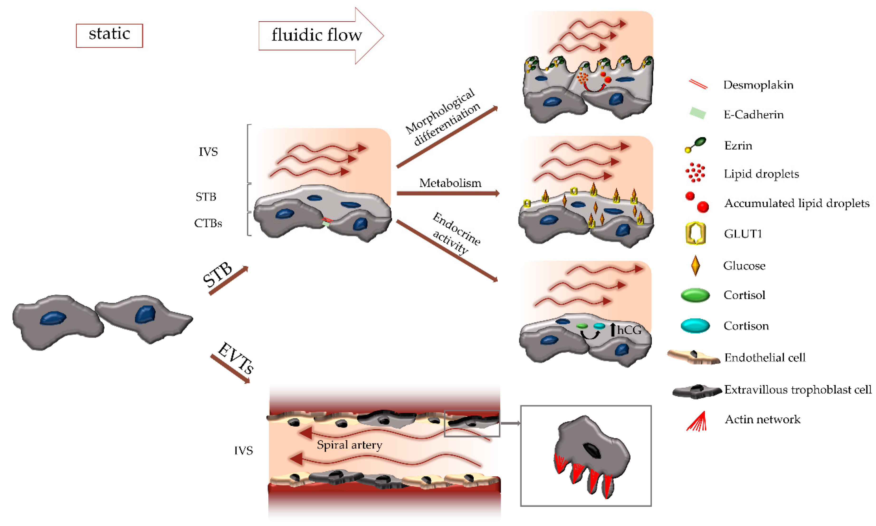Ijms 21 04666 g002 Ijms 21 04666 g002