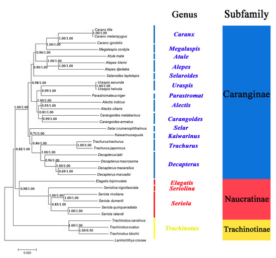 Ijms Free Full Text Complete Mitogenomes Of Three Carangidae Perciformes Fishes Genome Description And Phylogenetic Considerations Html