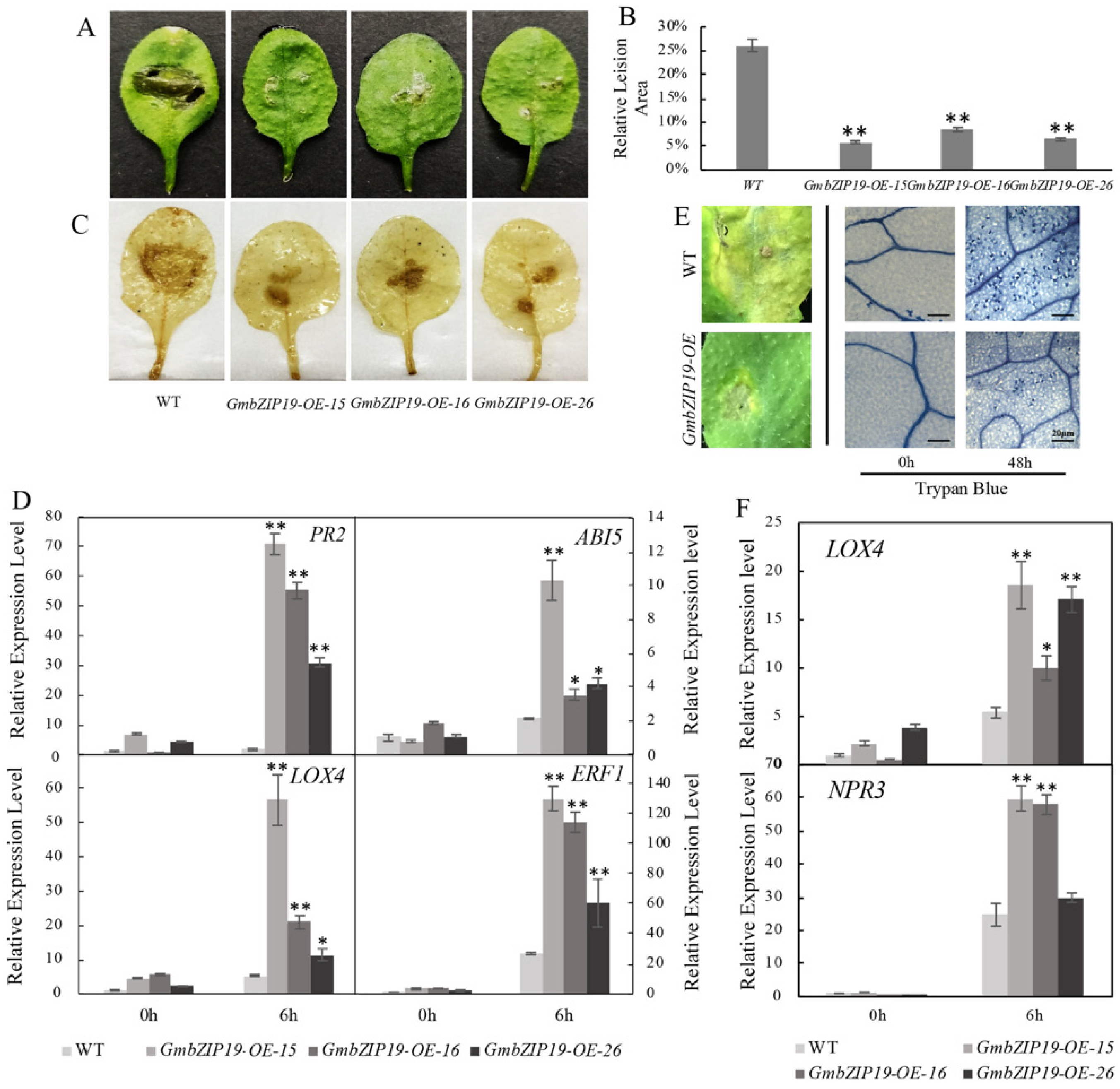 Ijms 21 04701 g003 Ijms 21 04701 g003