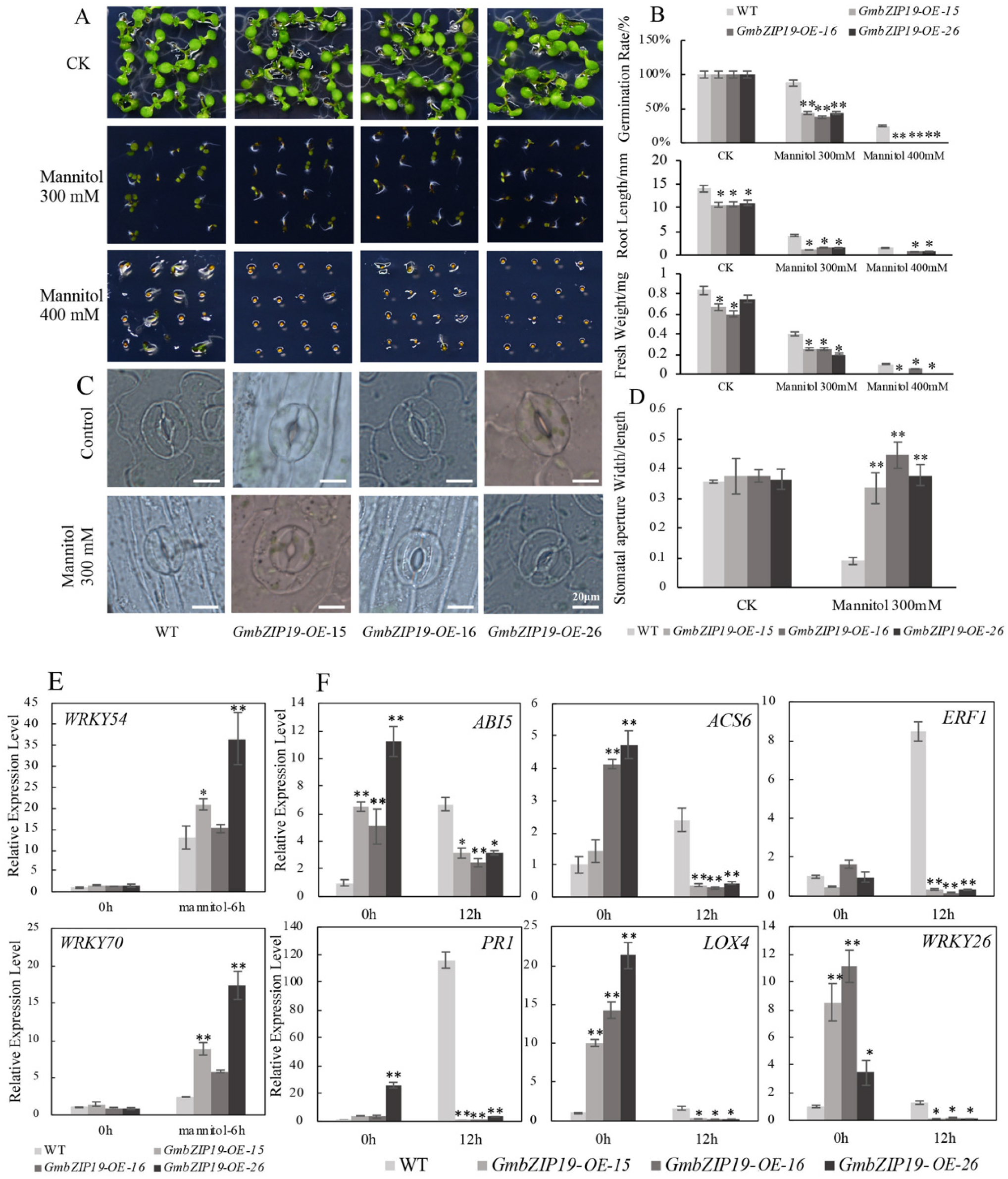 Ijms 21 04701 g005 Ijms 21 04701 g005