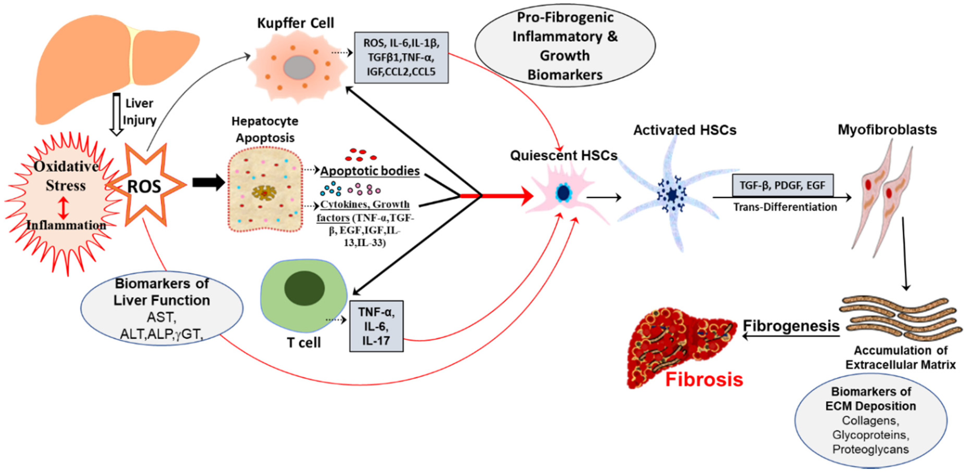 IJMS | Free Full-Text | Elucidating Potential Profibrotic Mechanisms of  Emerging Biomarkers for Early Prognosis of Hepatic Fibrosis