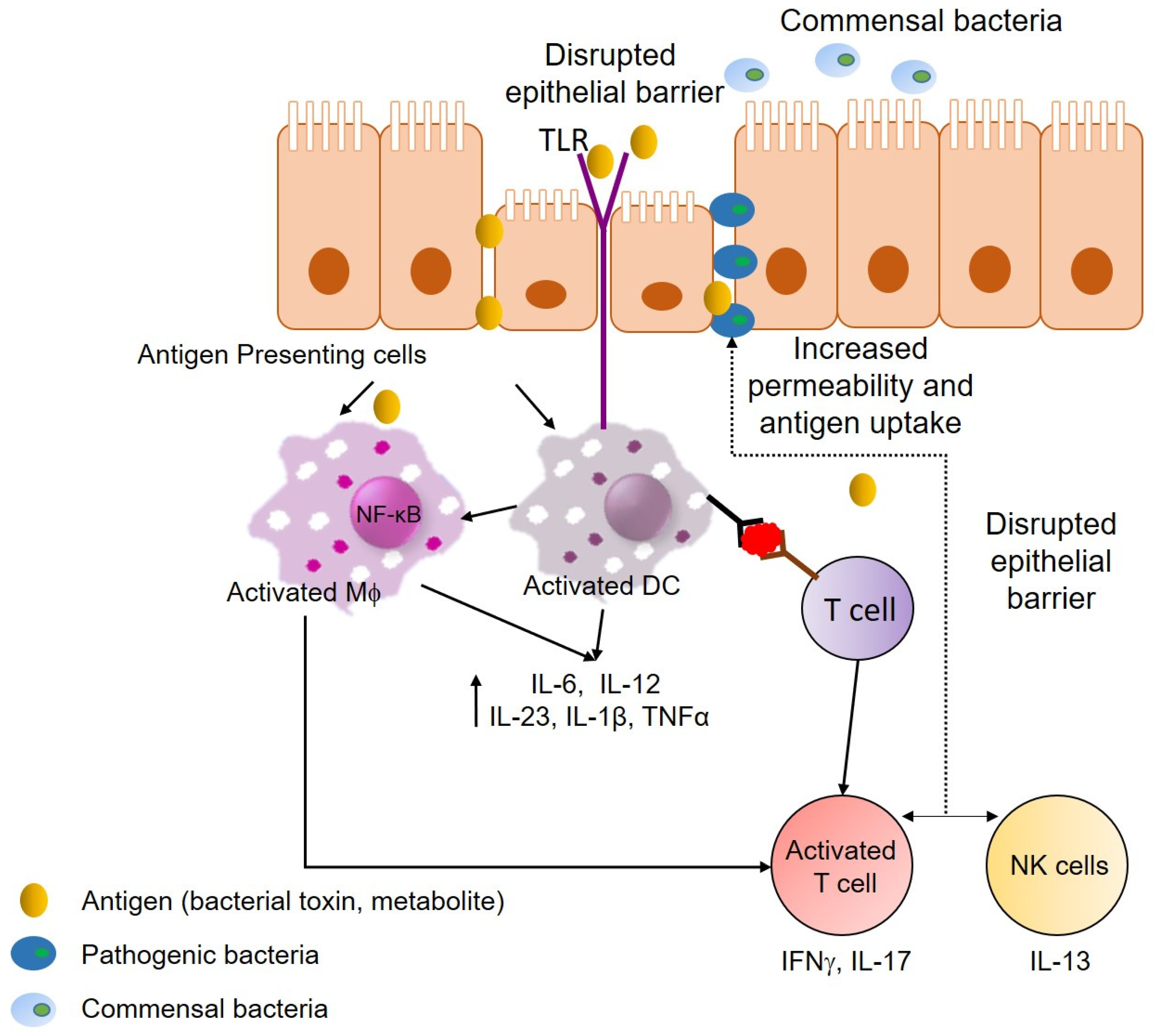 Ijms 21 04748 g002 Ijms 21 04748 g002