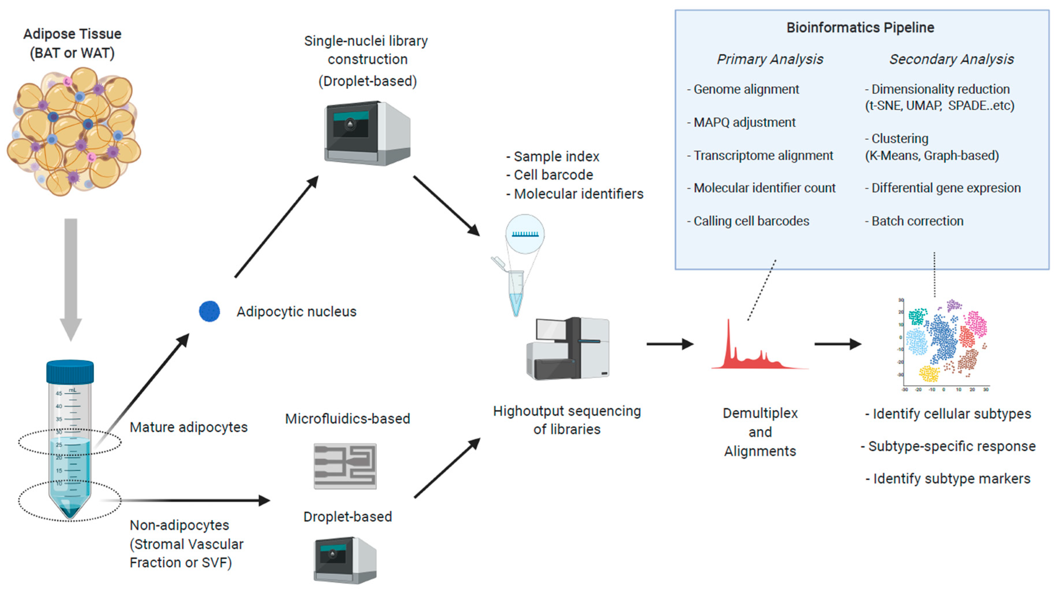 IJMS Free FullText The Impact of SingleCell Genomics on Adipose