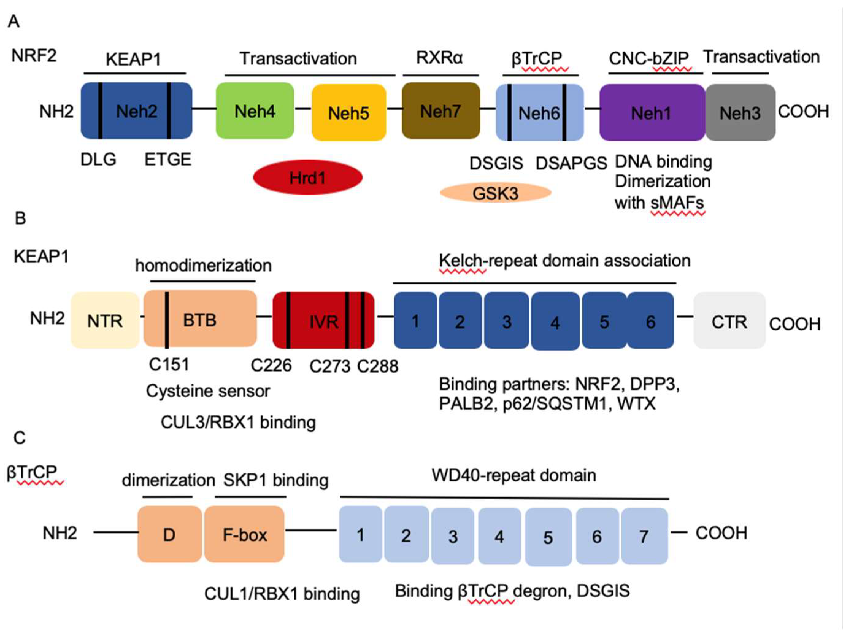 IJMS | Free Full-Text | NRF2, a Transcription Factor for Stress Response  and Beyond