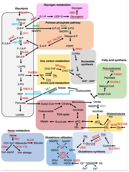 IJMS | Free Full-Text | NRF2, a Transcription Factor for Stress ...